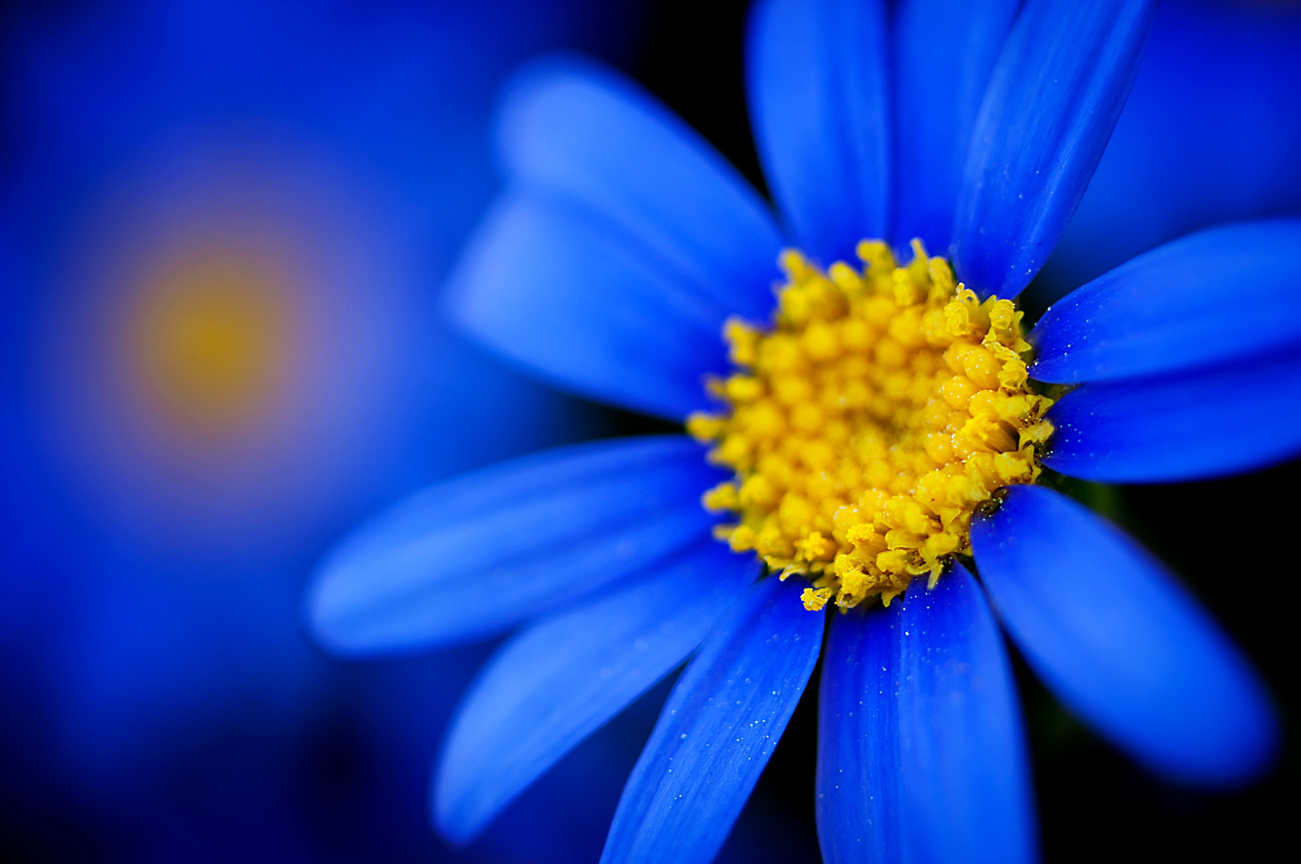 Téléchargez gratuitement l'image Fleurs, Fleur, Terre/nature sur le bureau de votre PC