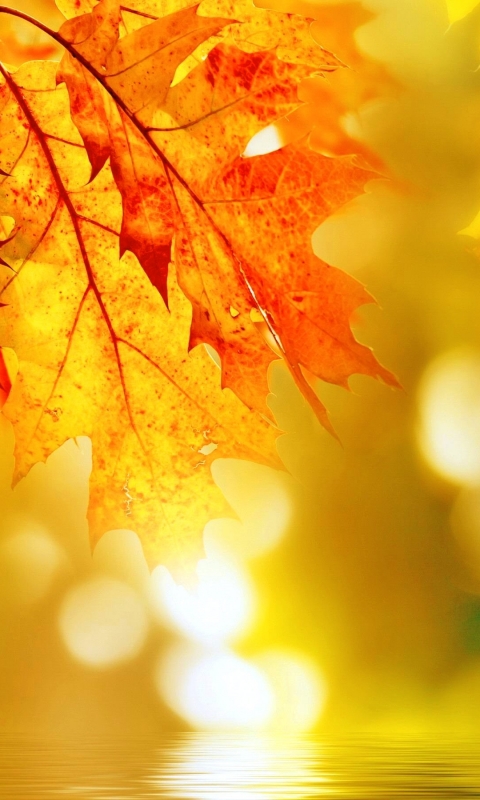 無料モバイル壁紙自然, 秋, 葉, 地球, ボケをダウンロードします。