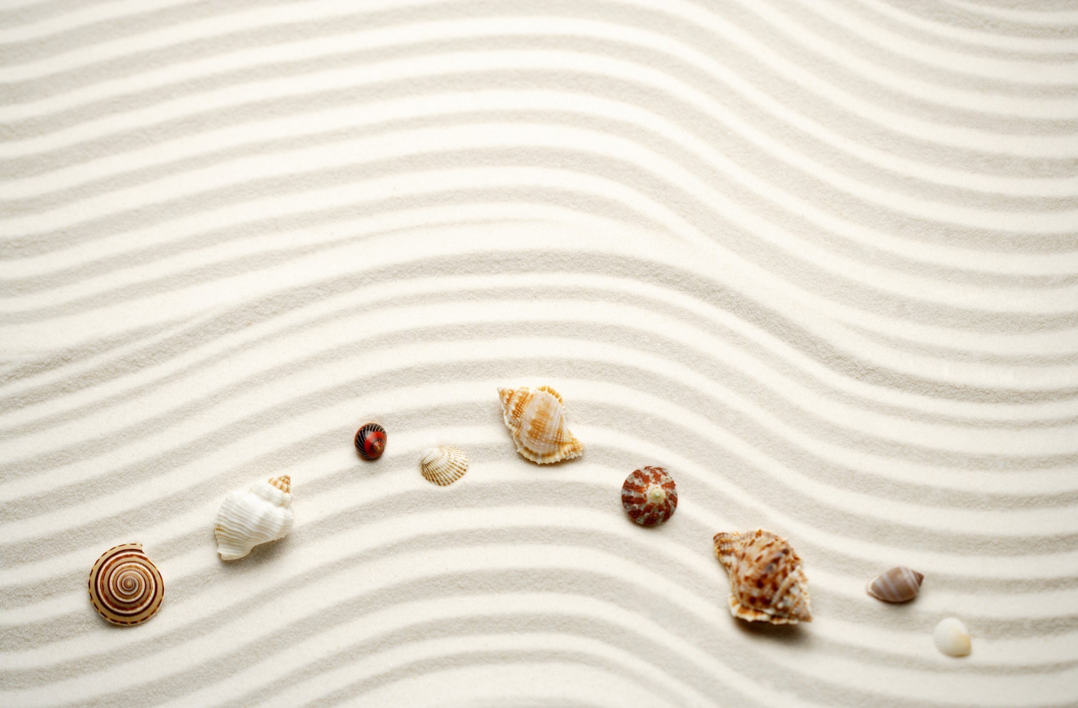Free download wallpaper Earth, Shell on your PC desktop