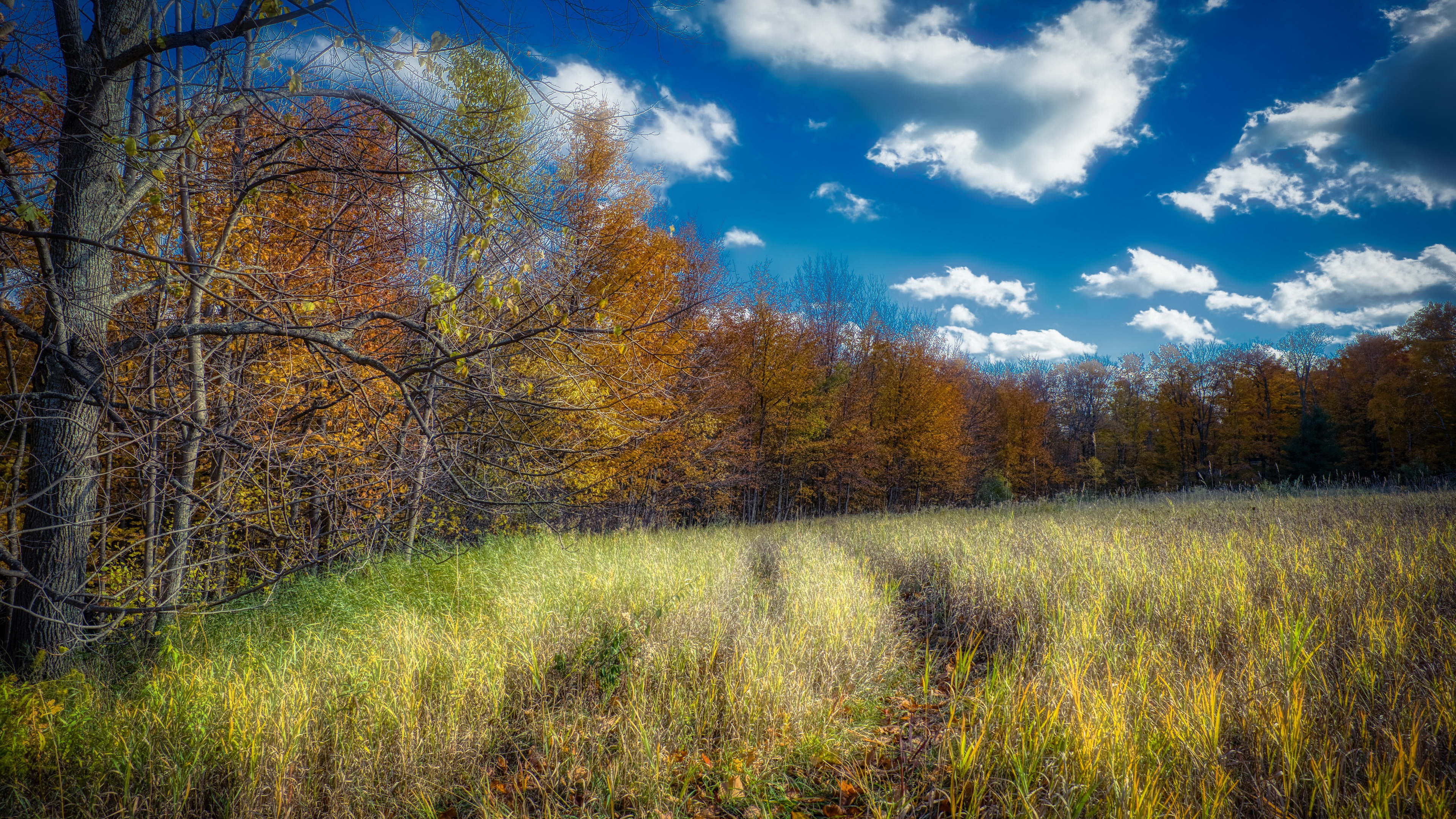 Handy-Wallpaper Natur, Herbst, Wald, Wolke, Erde/natur kostenlos herunterladen.