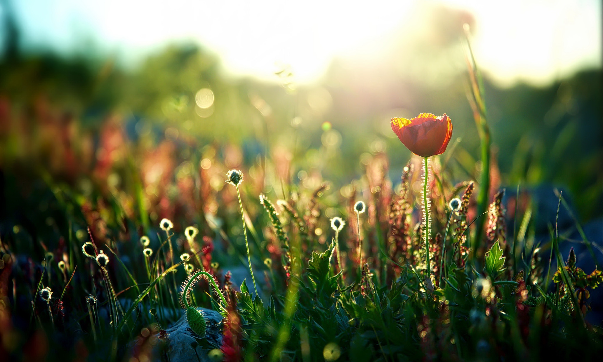 Laden Sie das Natur, Blumen, Mohn, Sommer, Blume, Nahansicht, Sonnig, Rote Blume, Erde/natur-Bild kostenlos auf Ihren PC-Desktop herunter