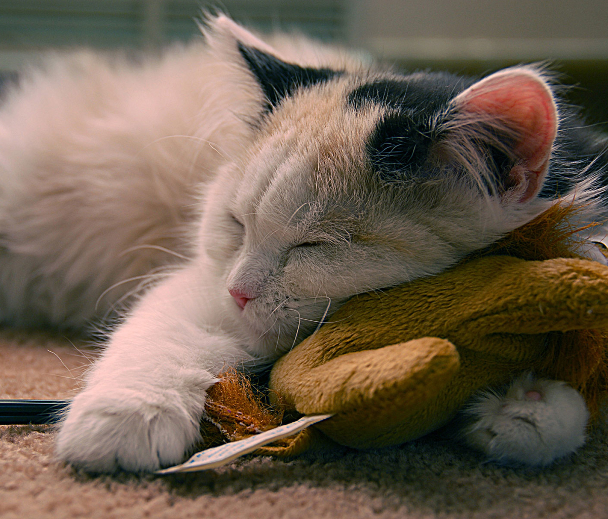 Скачати мобільні шпалери Кішка, Кошеня, Іграшка, Тварина, Милий, Коти, Спить безкоштовно.