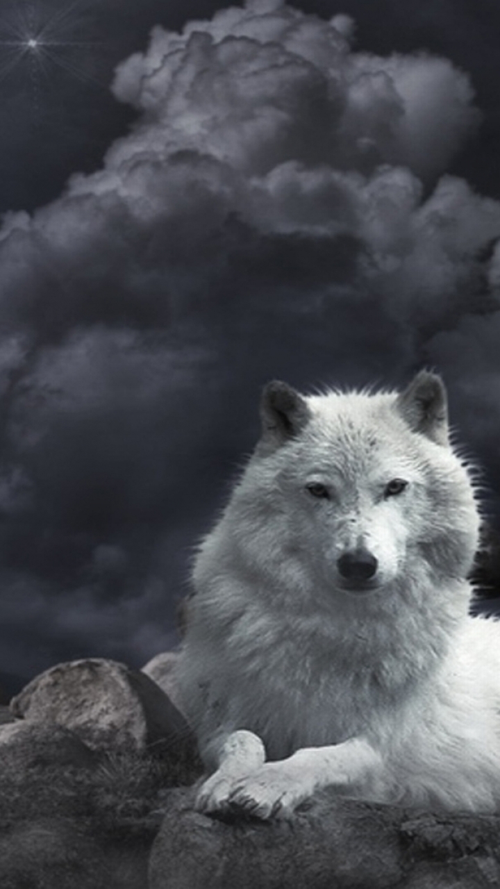 Download mobile wallpaper Wolf, Animal, Crow, Wolves for free.