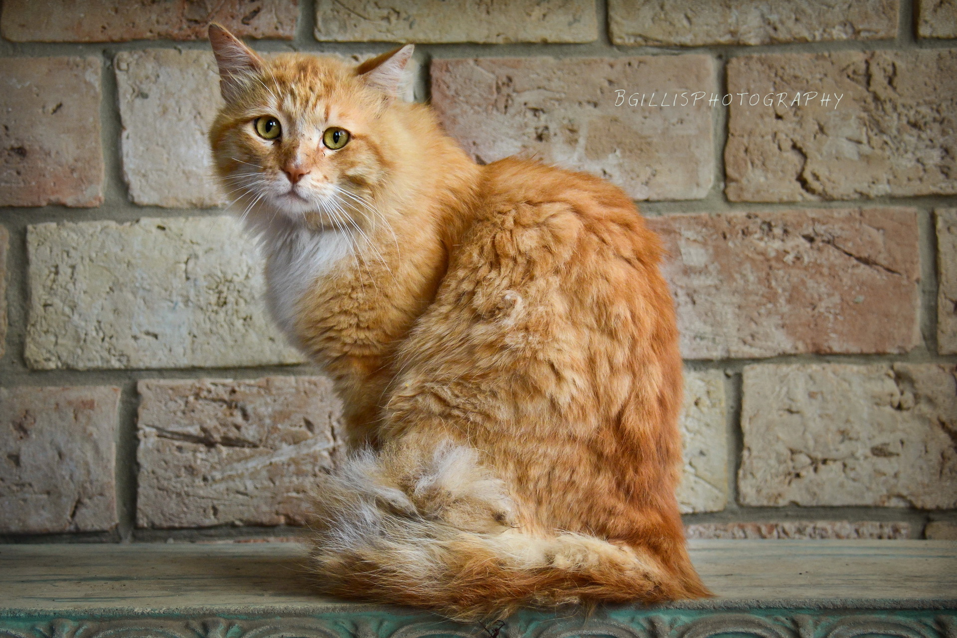 302205 Protetores de tela e papéis de parede Gatos em seu telefone. Baixe  fotos gratuitamente