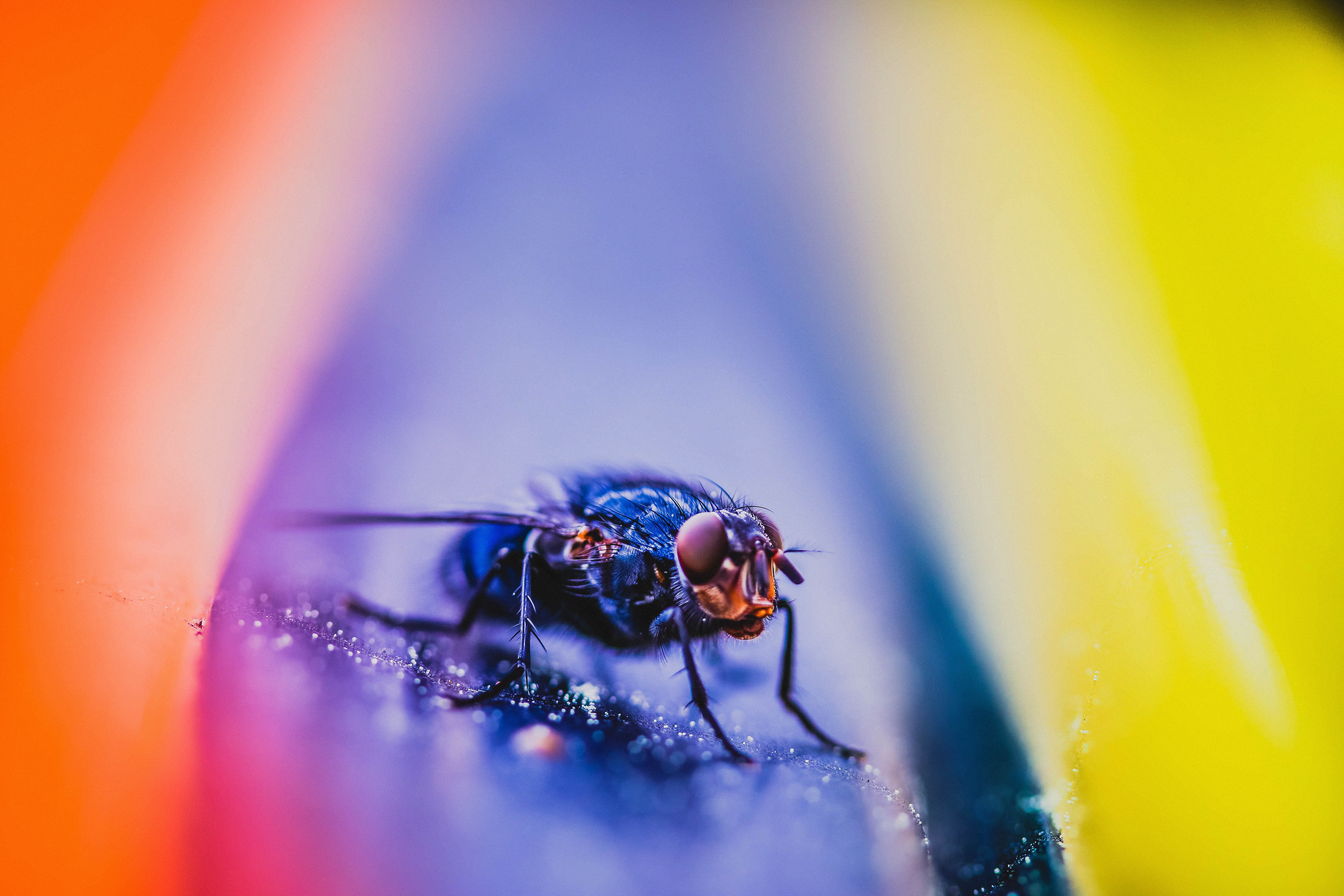 close up, macro, insect, fly HD wallpaper