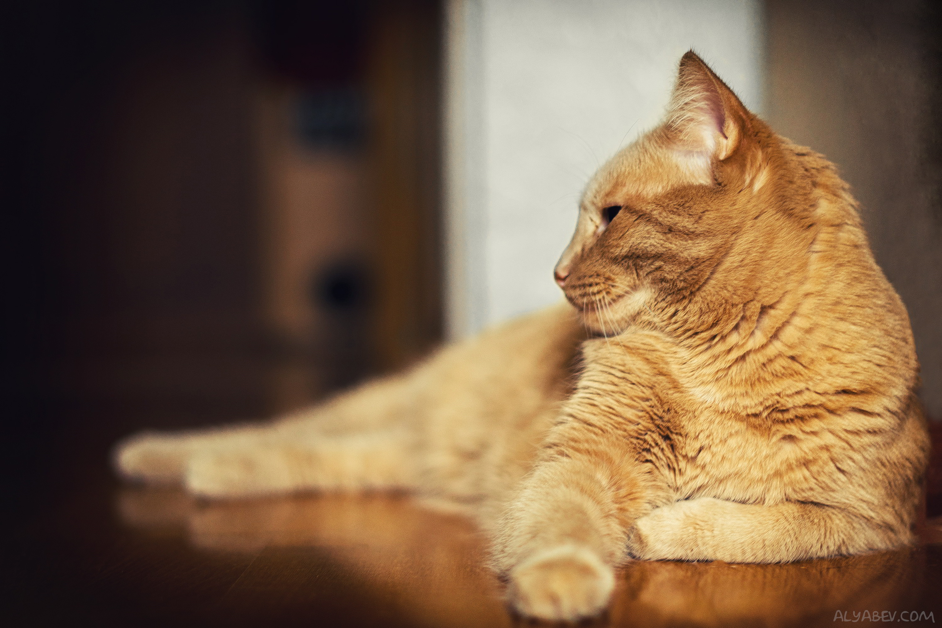 Téléchargez gratuitement l'image Animaux, Chats, Chat sur le bureau de votre PC