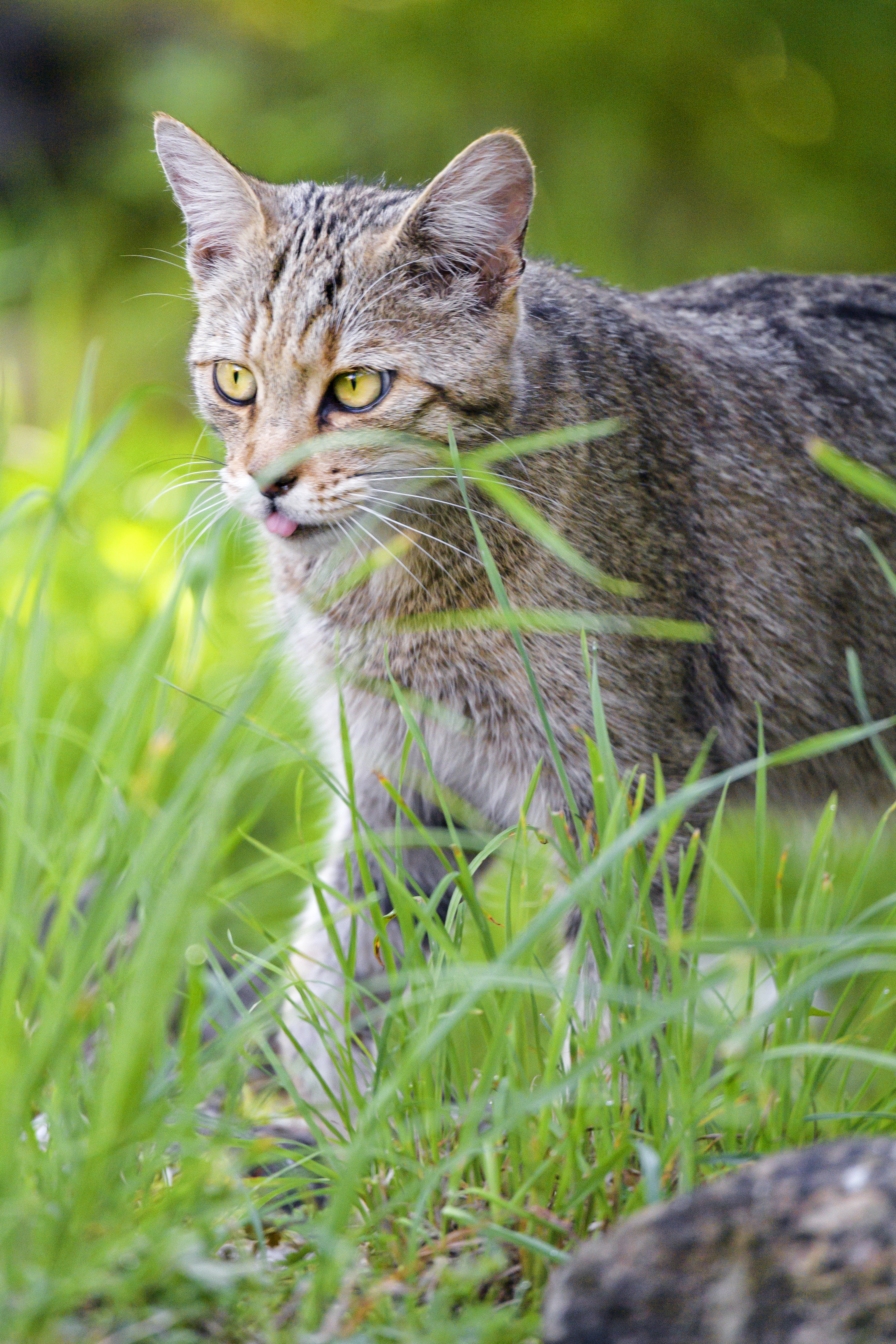 Free download wallpaper Animals, Grass, Pet, Protruding Tongue, Tongue Stuck Out, Cat on your PC desktop