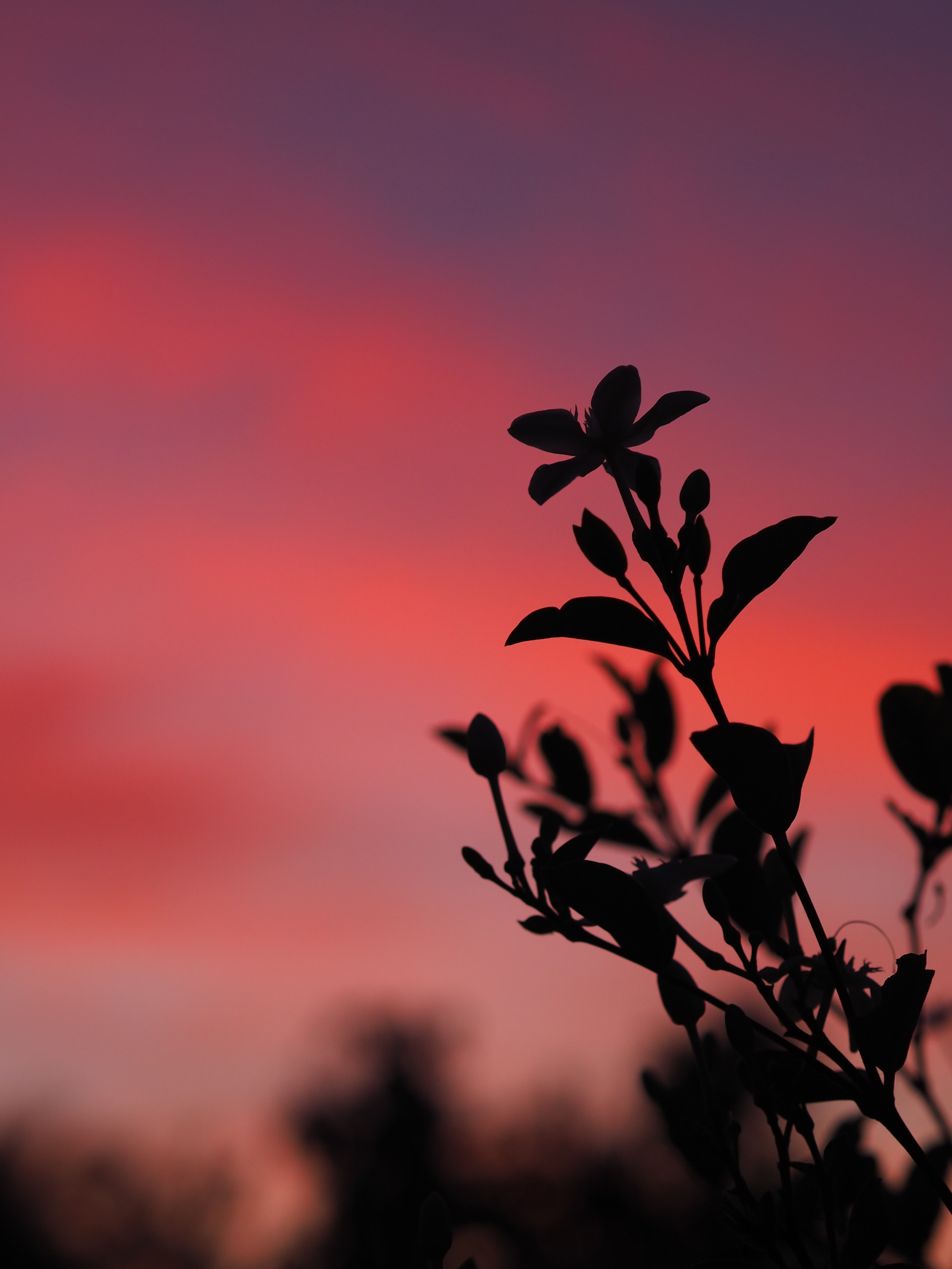 branch, dark, silhouette, sunset, leaves, plant 1080p