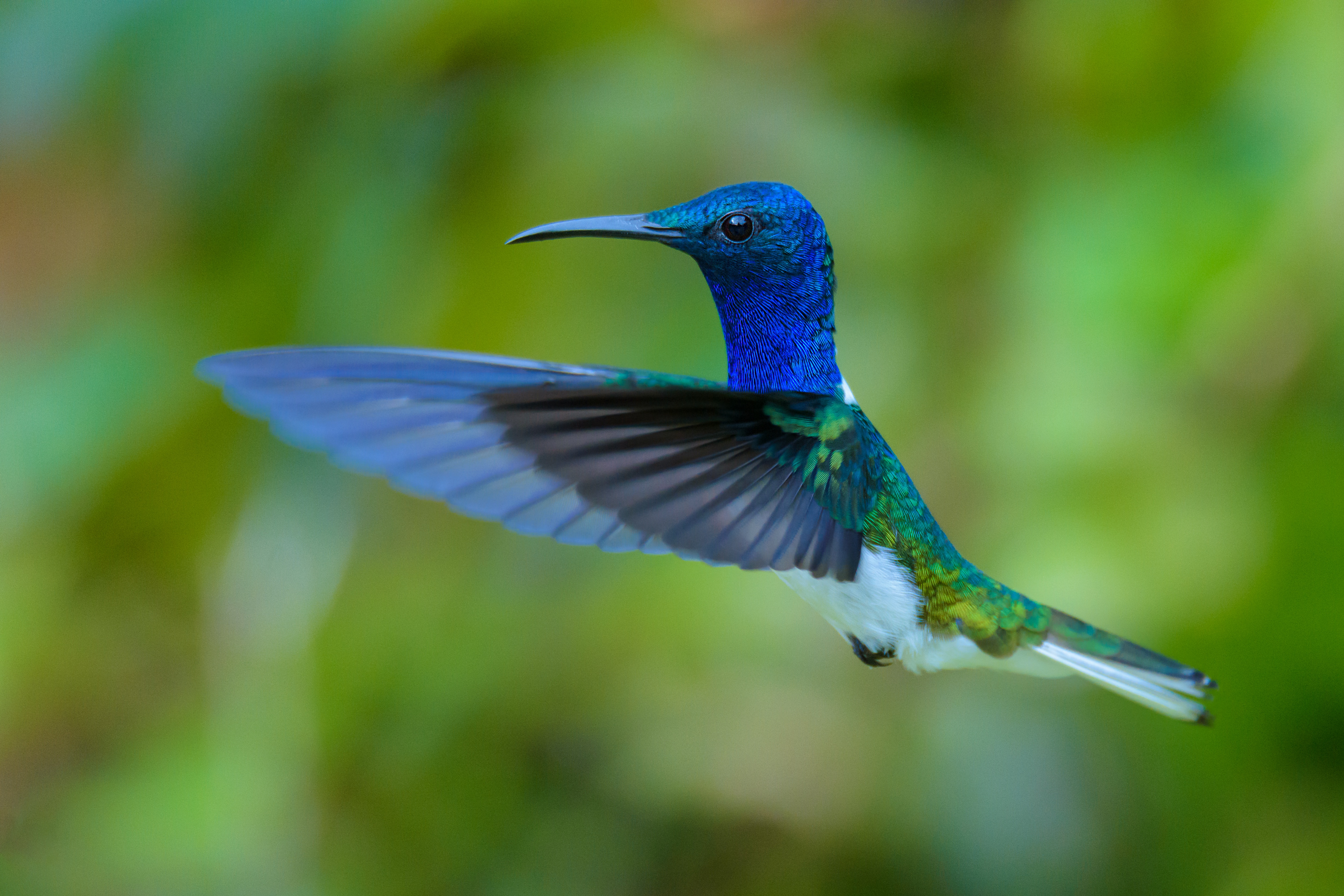 Download mobile wallpaper Hummingbird, Bird, Birds, Animal for free.