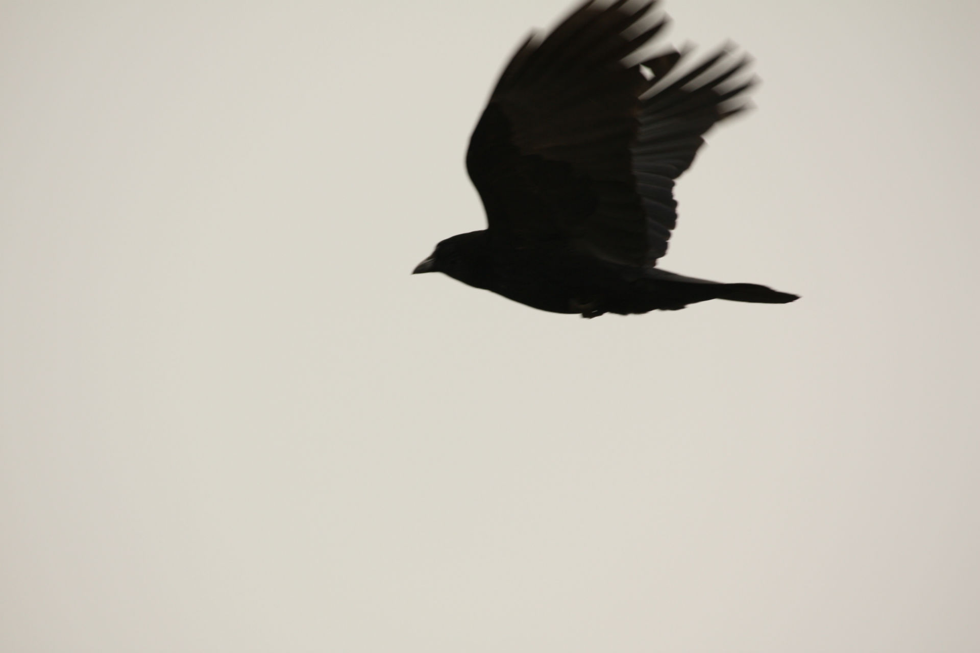 movie, the crow
