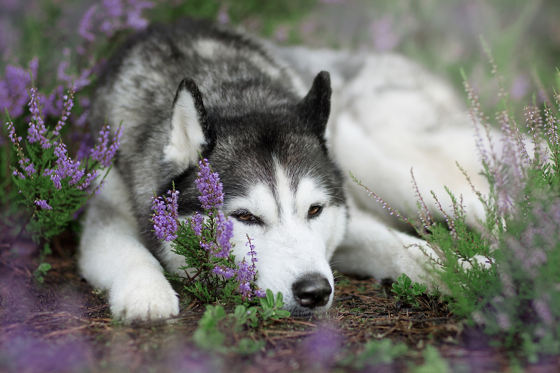 無料モバイル壁紙動物, 犬, ハスキー, 紫色の花, 休憩中をダウンロードします。