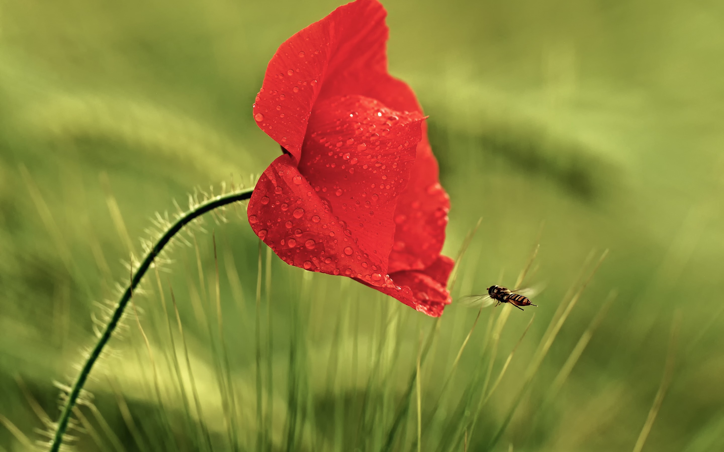 Free download wallpaper Flowers, Earth, Poppy on your PC desktop