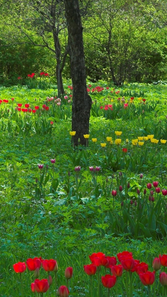 Téléchargez des papiers peints mobile Fleurs, Fleur, Tulipe, Terre/nature gratuitement.