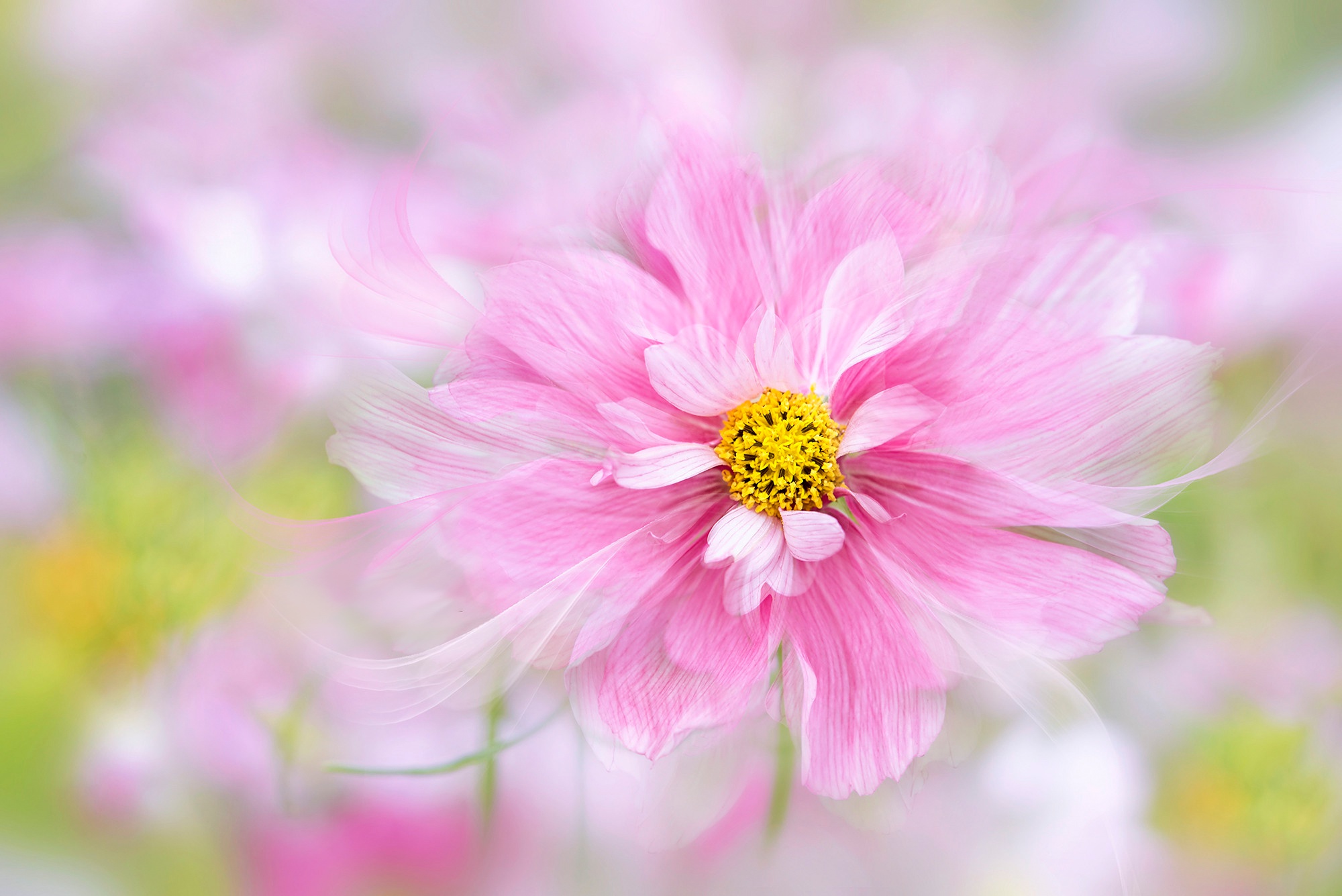 Download mobile wallpaper Flowers, Flower, Macro, Earth, Pink Flower for free.