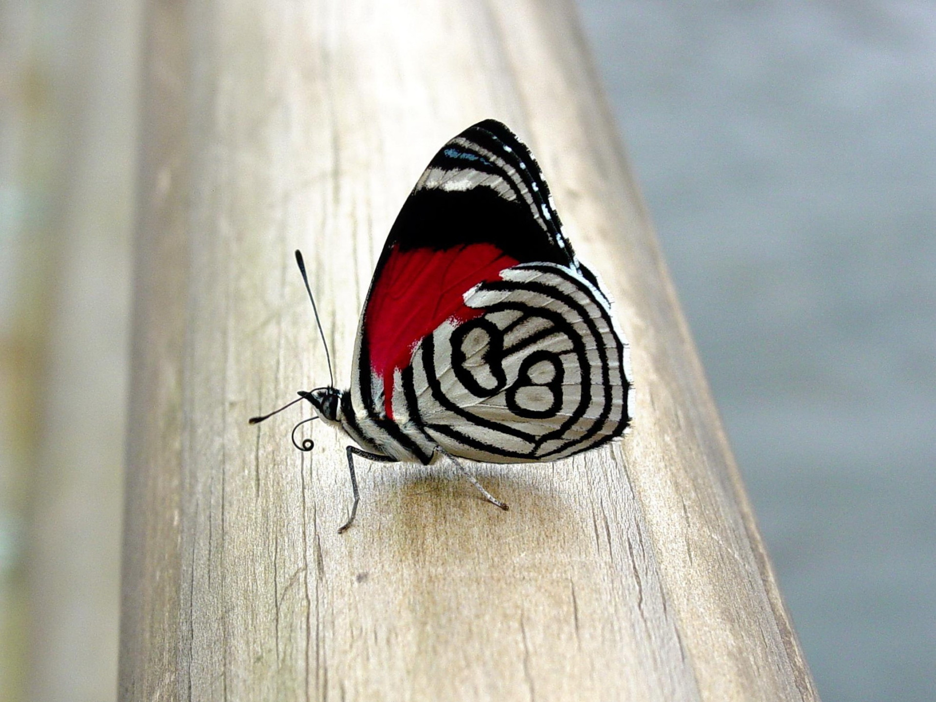 Laden Sie das Tiere, Schmetterlinge, Insekt-Bild kostenlos auf Ihren PC-Desktop herunter