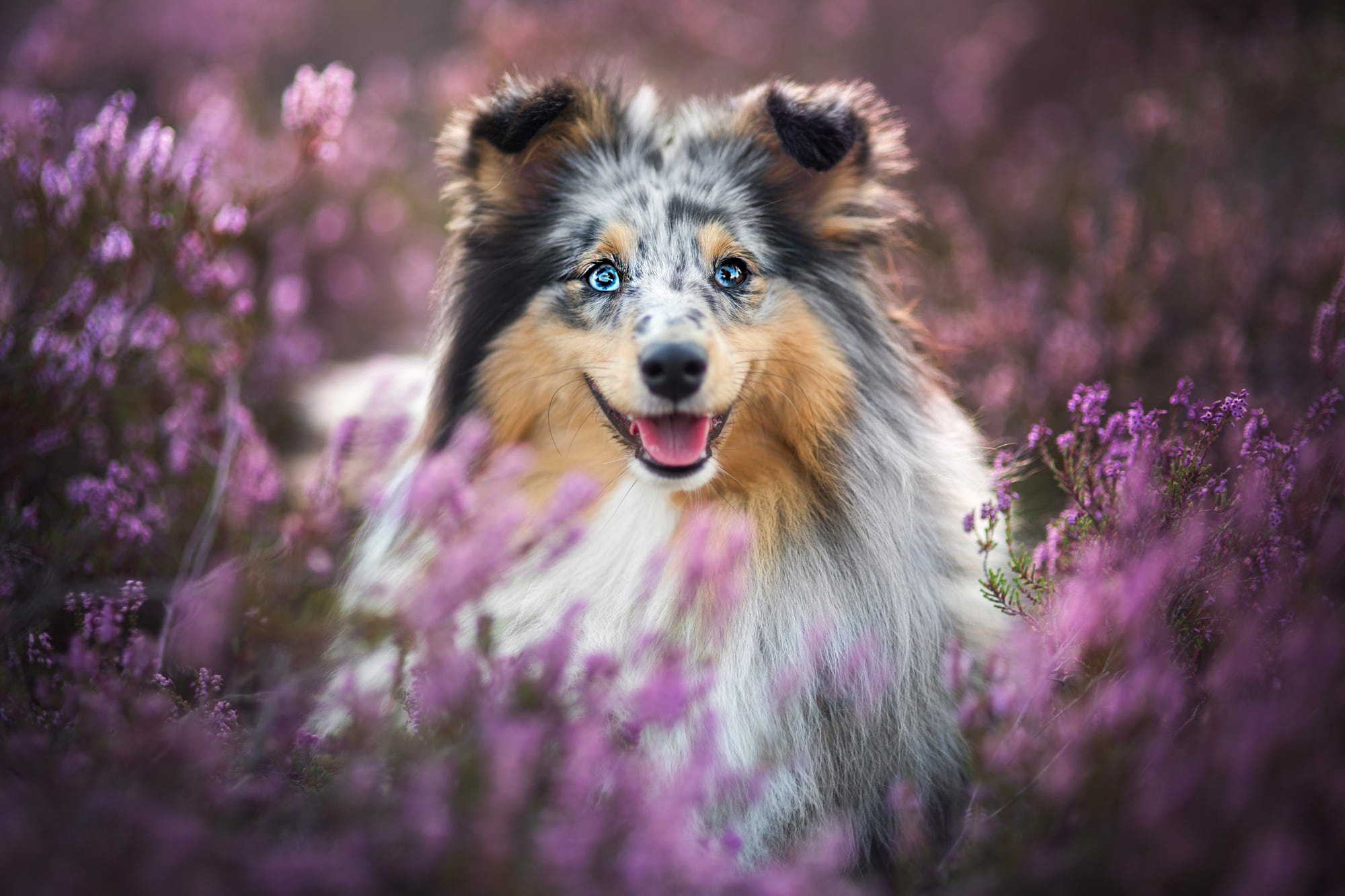 Download mobile wallpaper Dogs, Dog, Animal, Shetland Sheepdog, Purple Flower for free.