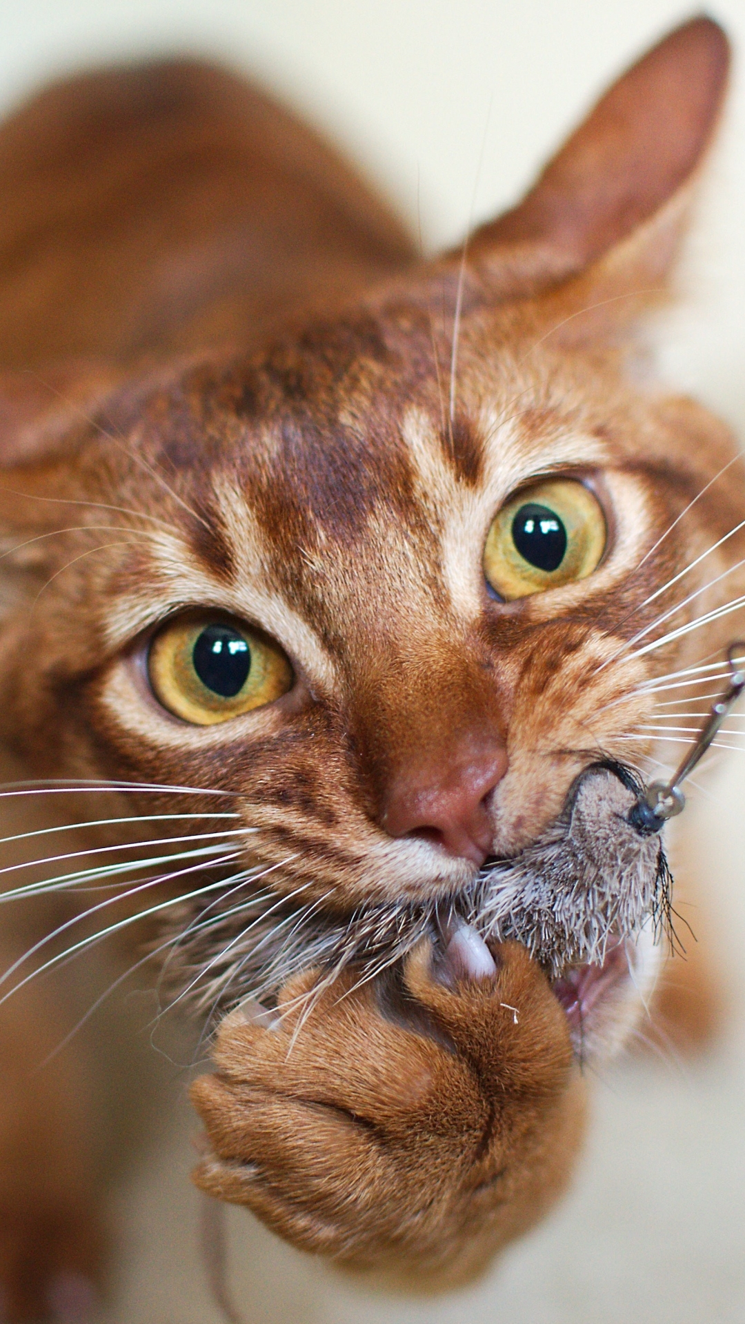 Baixar papel de parede para celular de Animais, Gatos, Gato gratuito.