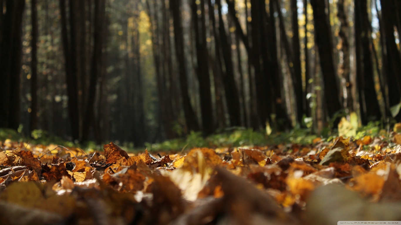 Handy-Wallpaper Herbst, Erde/natur kostenlos herunterladen.