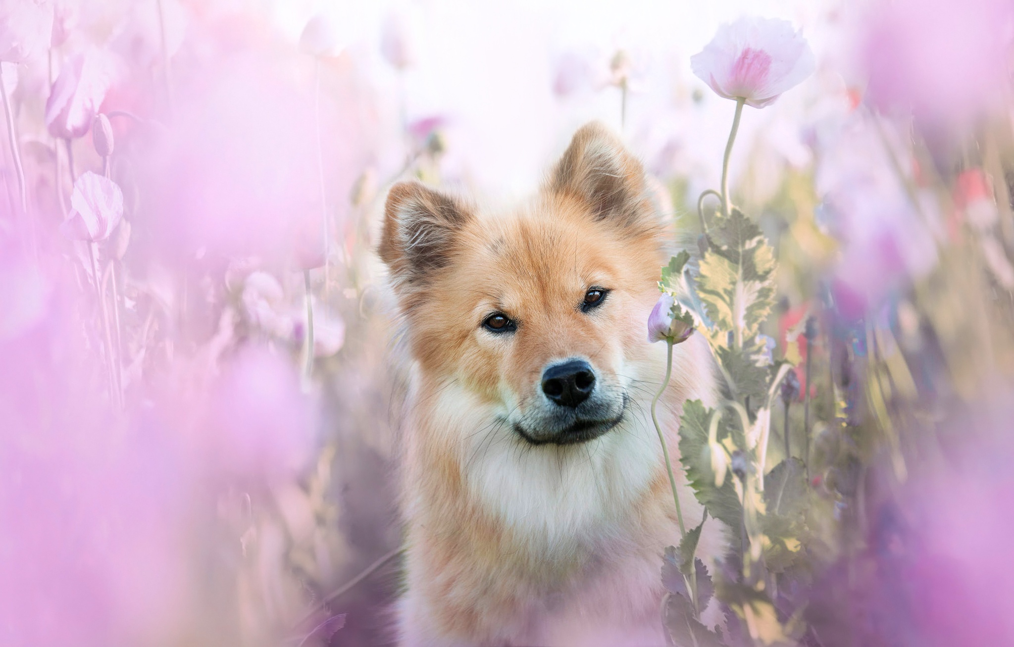 Download mobile wallpaper Dogs, Flower, Dog, Animal, Eurasier for free.