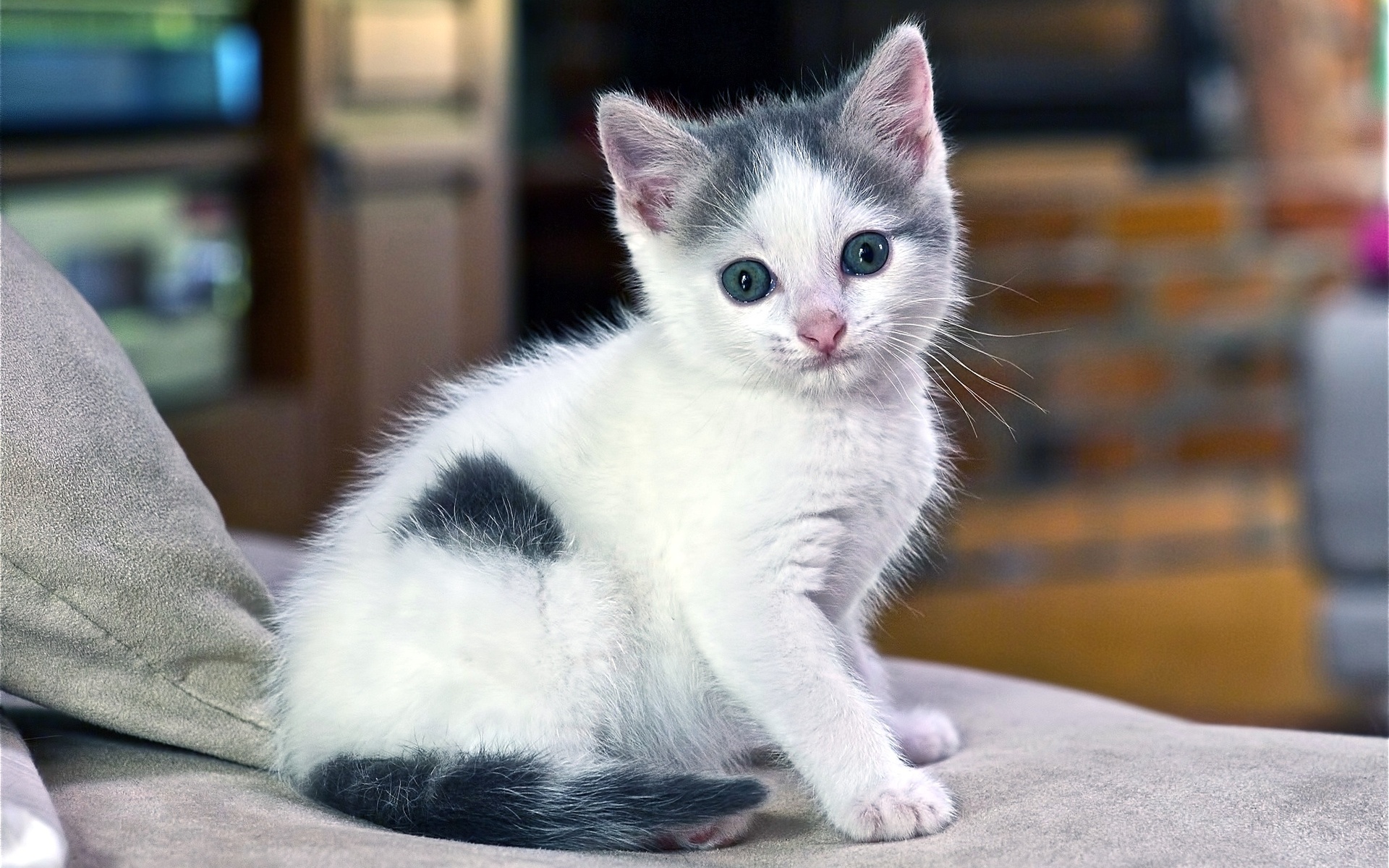 Baixar papel de parede para celular de Gatinho, Gato, Gatos, Animais gratuito.