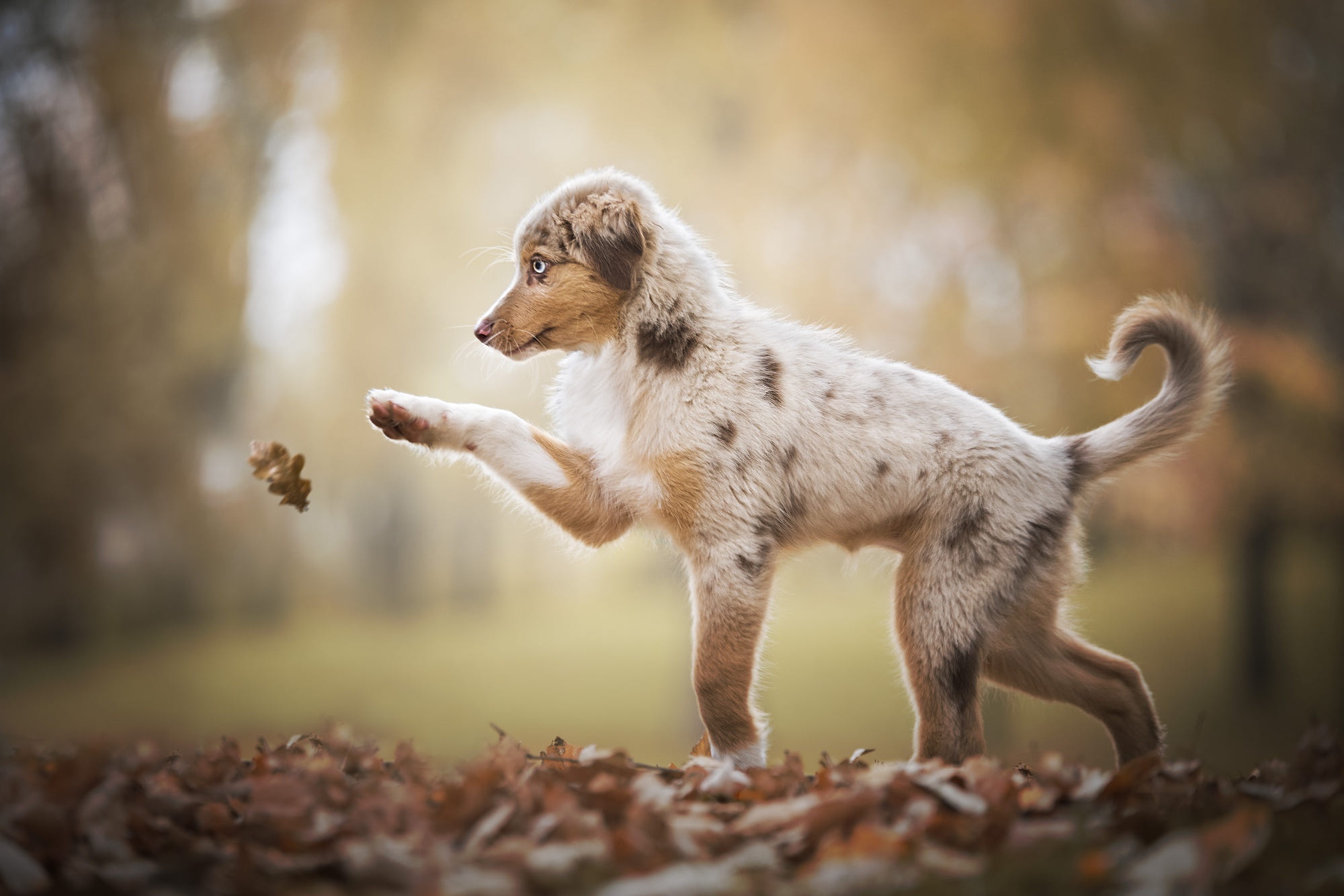 Laden Sie das Tiere, Hunde, Hund, Welpen, Australischer Hirte, Tierbaby, Tiefenschärfe-Bild kostenlos auf Ihren PC-Desktop herunter