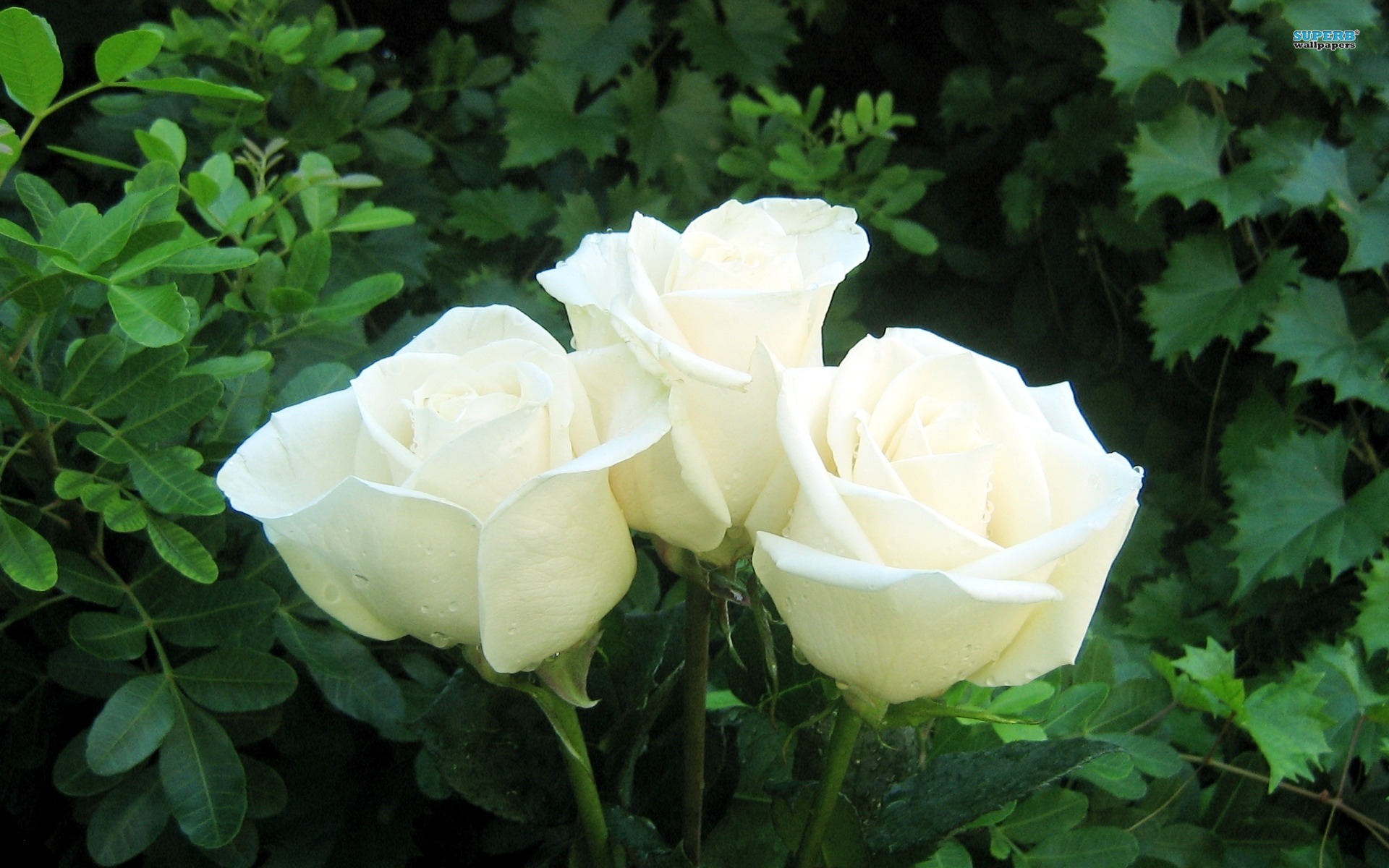 Download mobile wallpaper Flower, Rose, Earth, White Rose, White Flower for free.