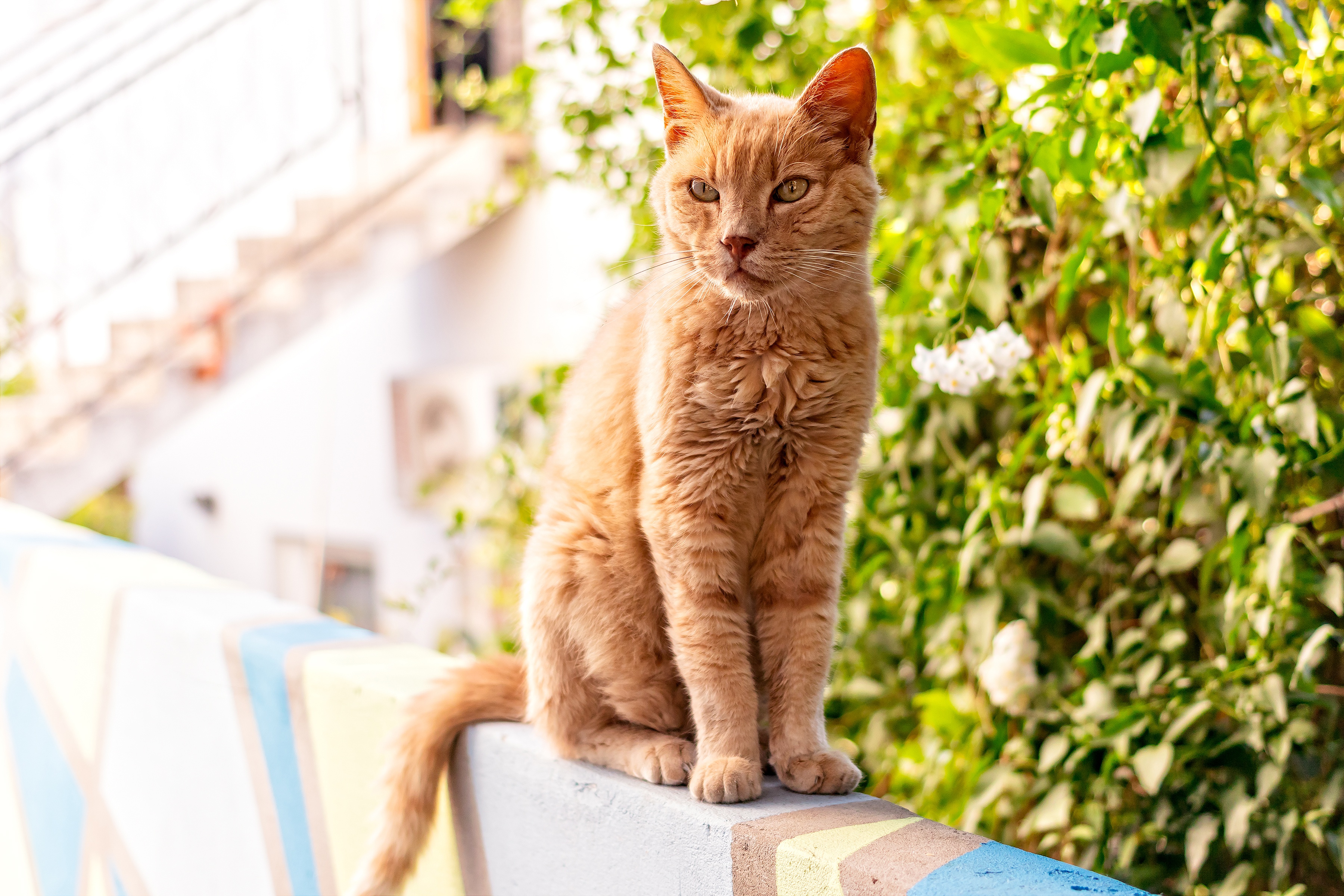 Laden Sie das Tiere, Katzen, Katze-Bild kostenlos auf Ihren PC-Desktop herunter