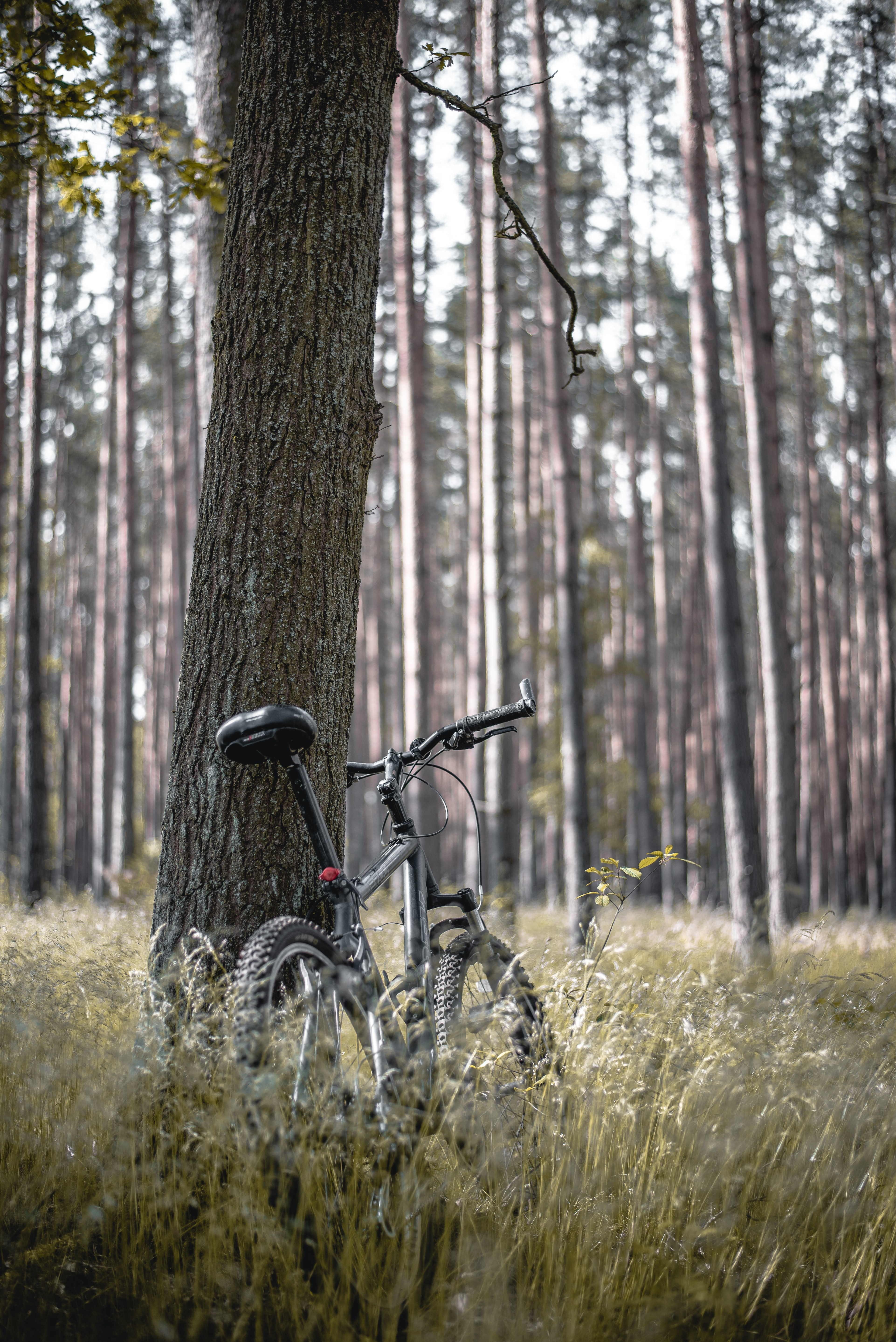 bicycle, stroll, trees, forest, miscellaneous, miscellanea