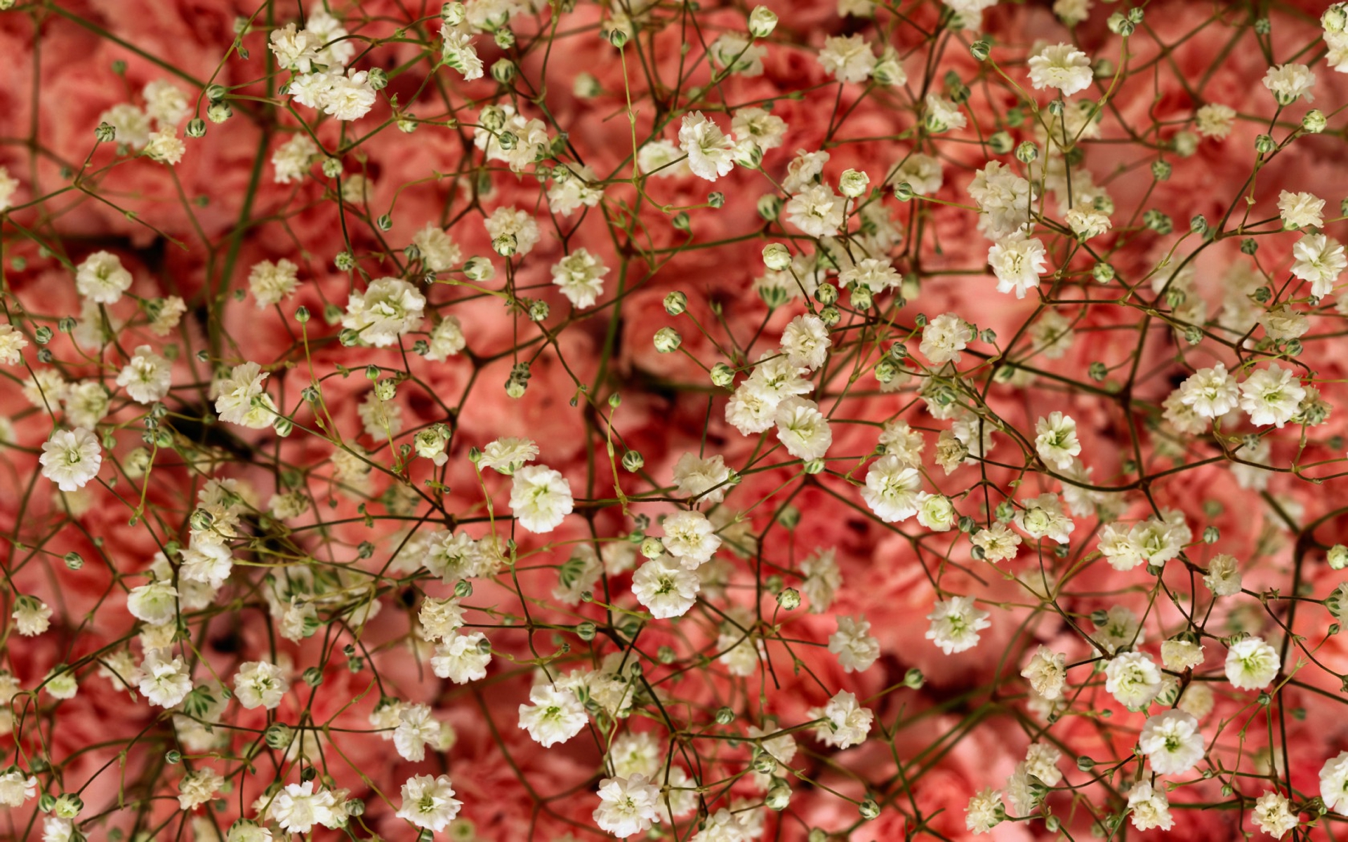 Descarga gratuita de fondo de pantalla para móvil de Flores, Flor, Flor Blanca, Tierra/naturaleza.