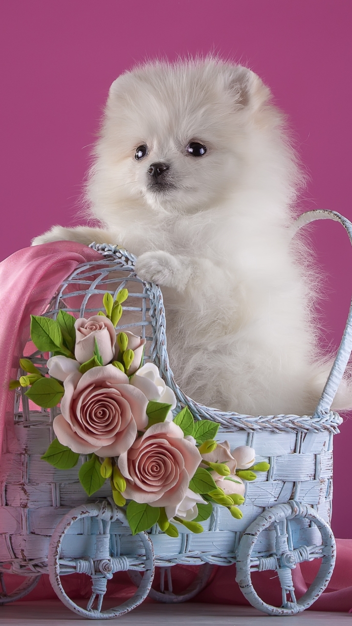 無料モバイル壁紙動物, ピンク, 薔薇, 犬, ポメラニアンをダウンロードします。