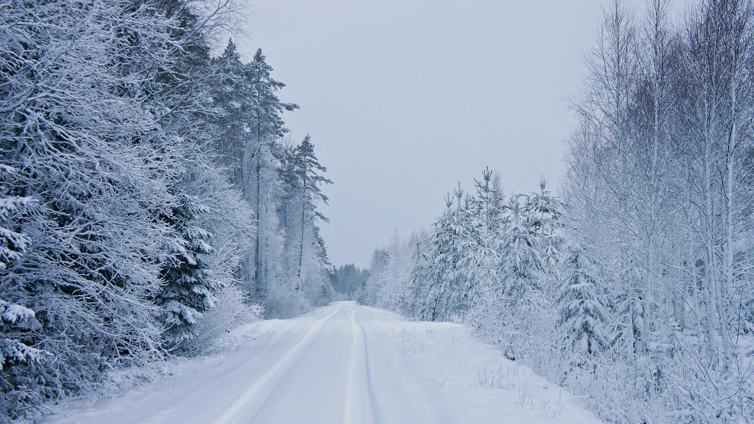 Скачать обои бесплатно Зима, Снег, Дорога, Лес, Дерево, Земля/природа картинка на рабочий стол ПК