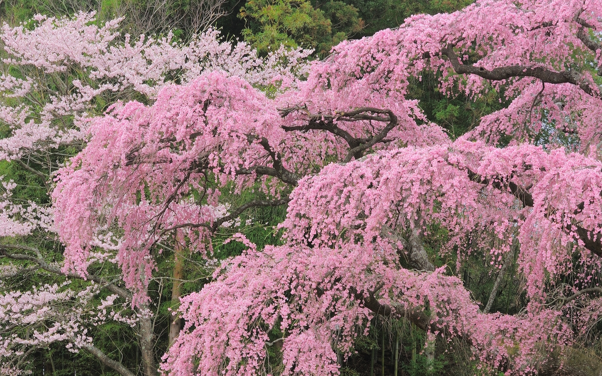 Laden Sie das Bäume, Baum, Blüte, Erde/natur, Pinke Blume-Bild kostenlos auf Ihren PC-Desktop herunter