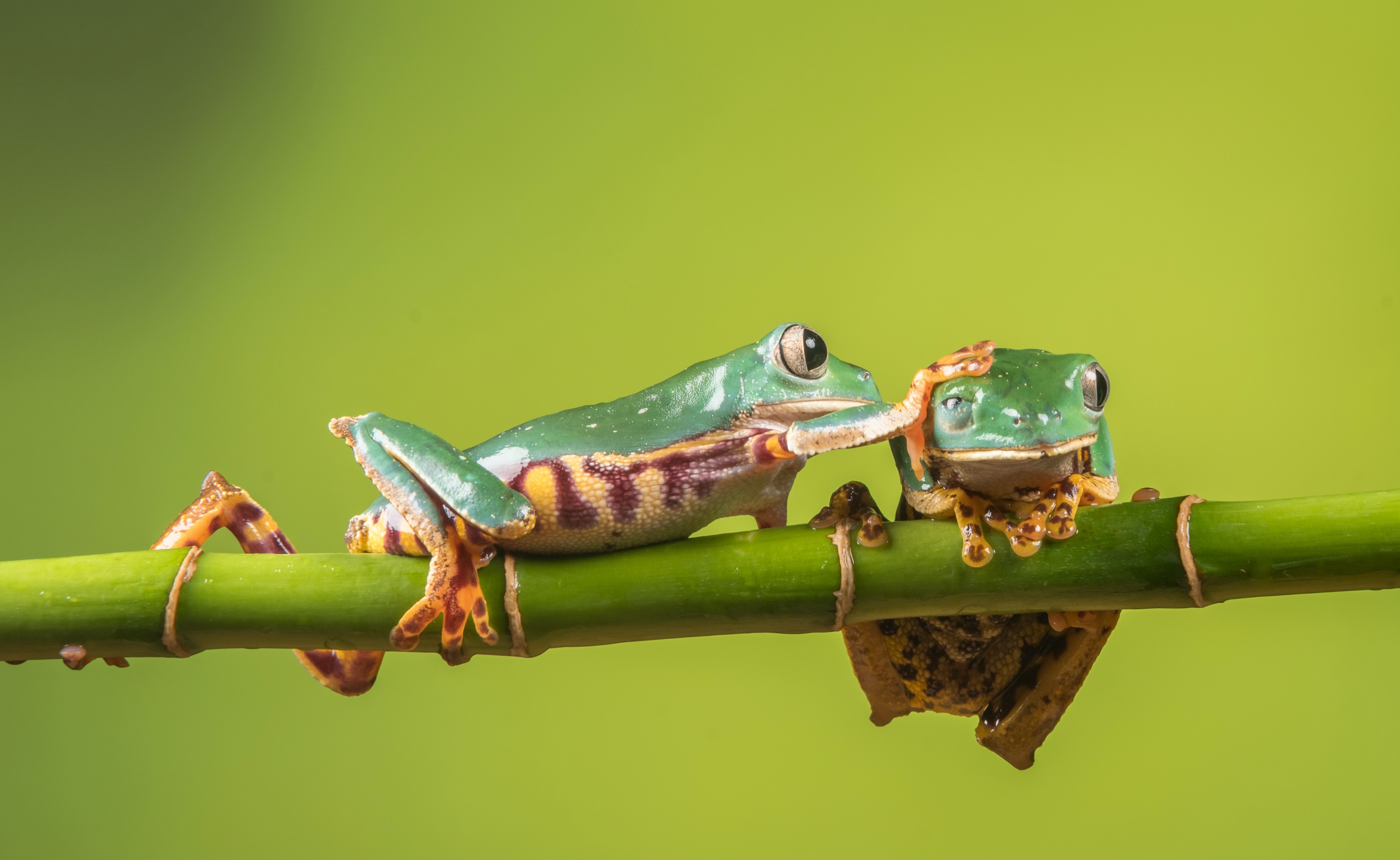 animal, tree frog, amphibian, bamboo, frog, green, frogs