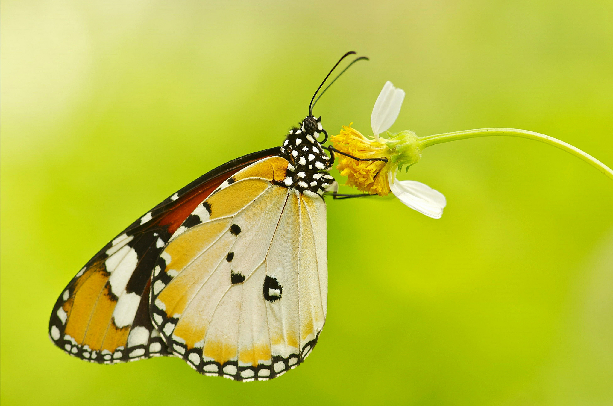 Téléchargez gratuitement l'image Animaux, Fleur, Papillon, Bokeh sur le bureau de votre PC