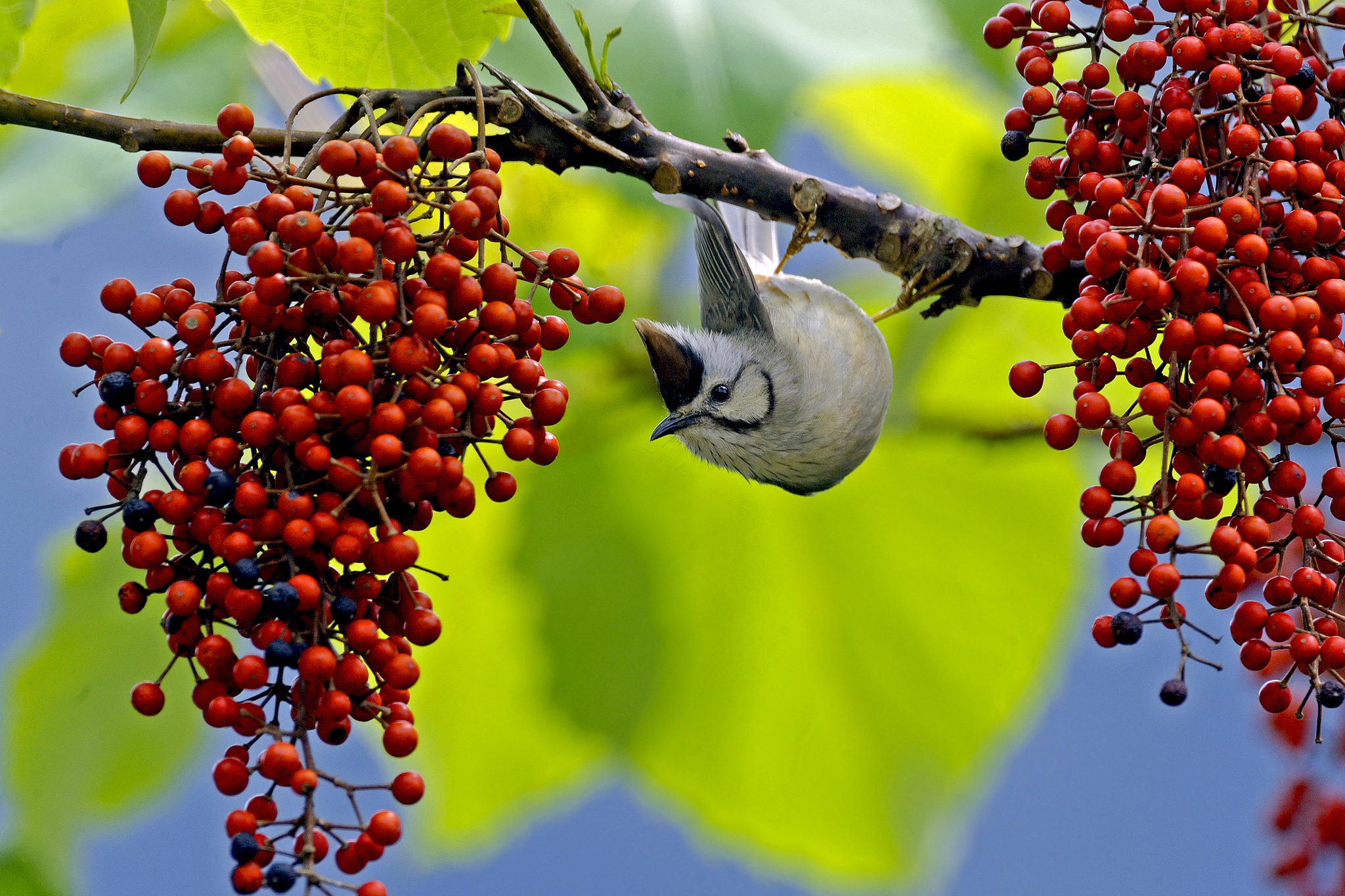 Laden Sie das Tiere, Vögel, Vogel, Ast, Frucht, Verwischen-Bild kostenlos auf Ihren PC-Desktop herunter