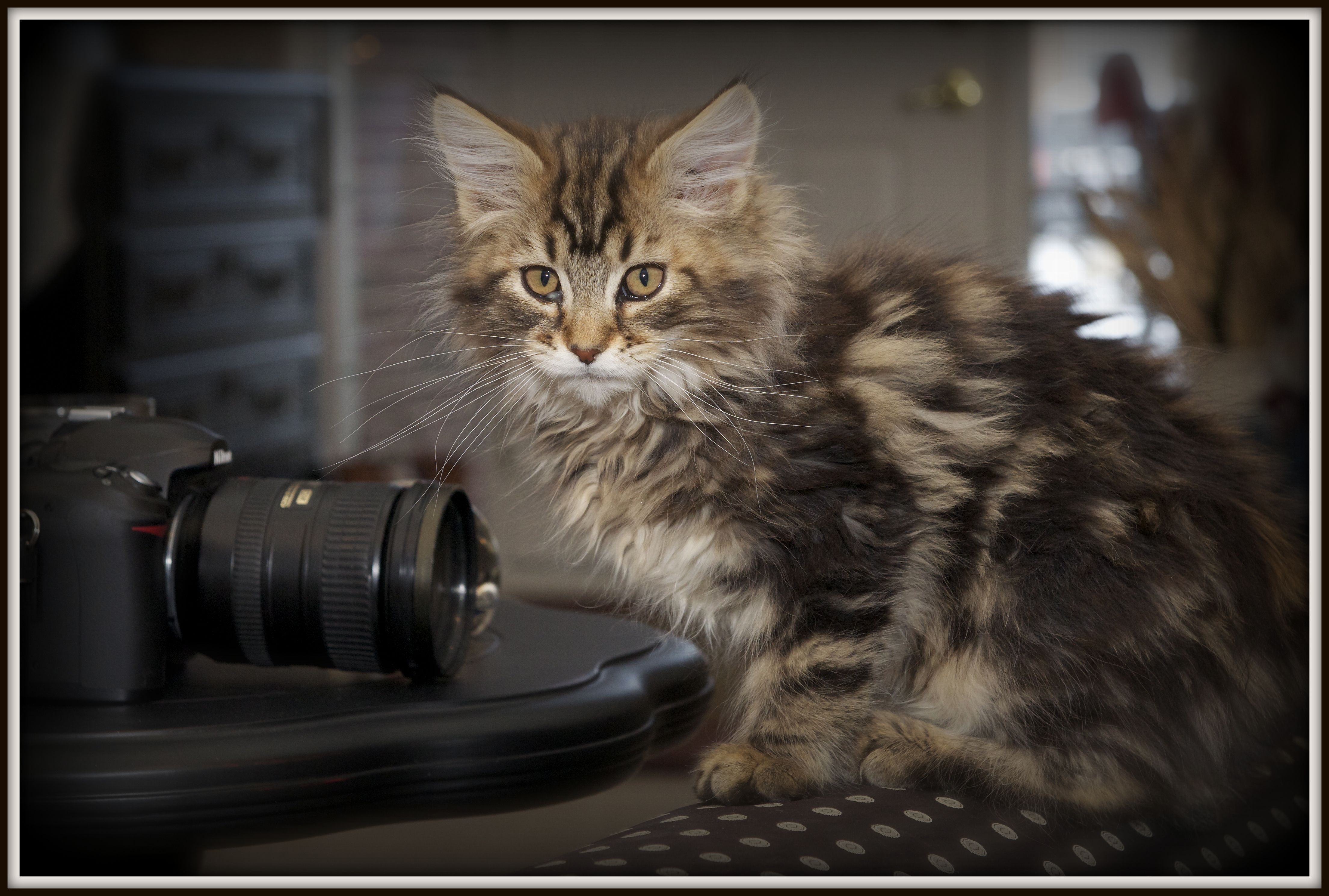 Handy-Wallpaper Katze, Katzen, Tiere kostenlos herunterladen.