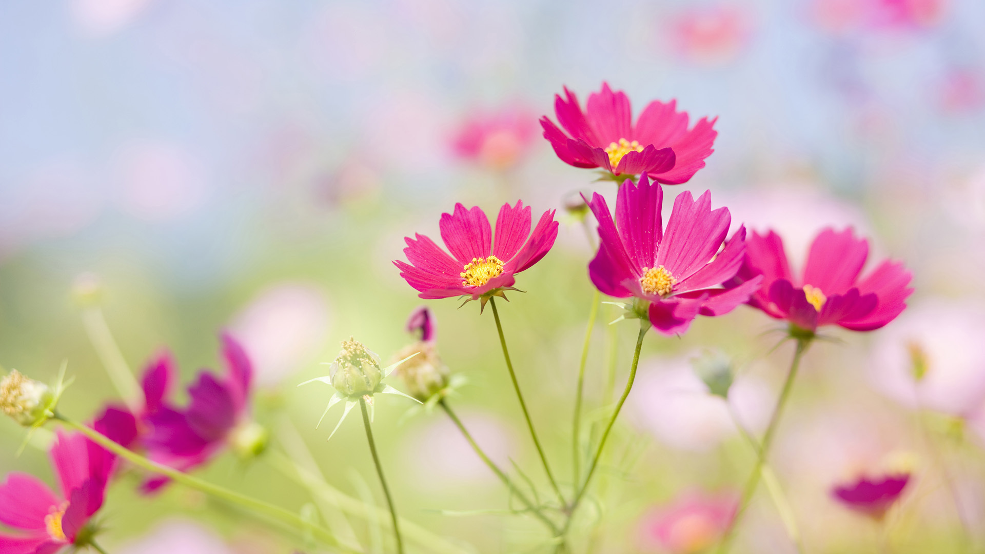 Free download wallpaper Nature, Flowers, Flower, Earth on your PC desktop