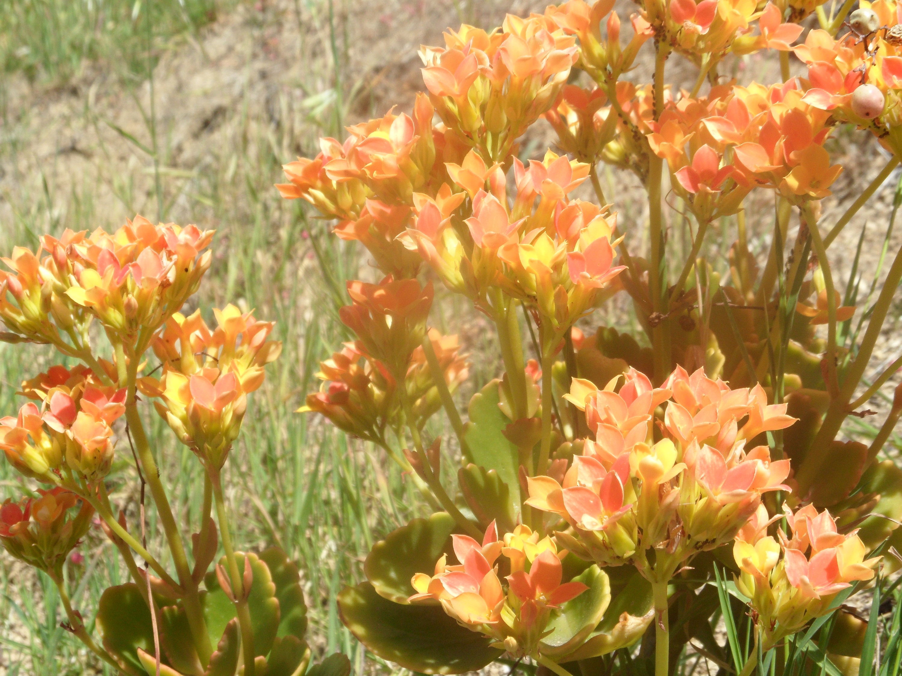 Baixe gratuitamente a imagem Flores, Flor, Terra/natureza na área de trabalho do seu PC