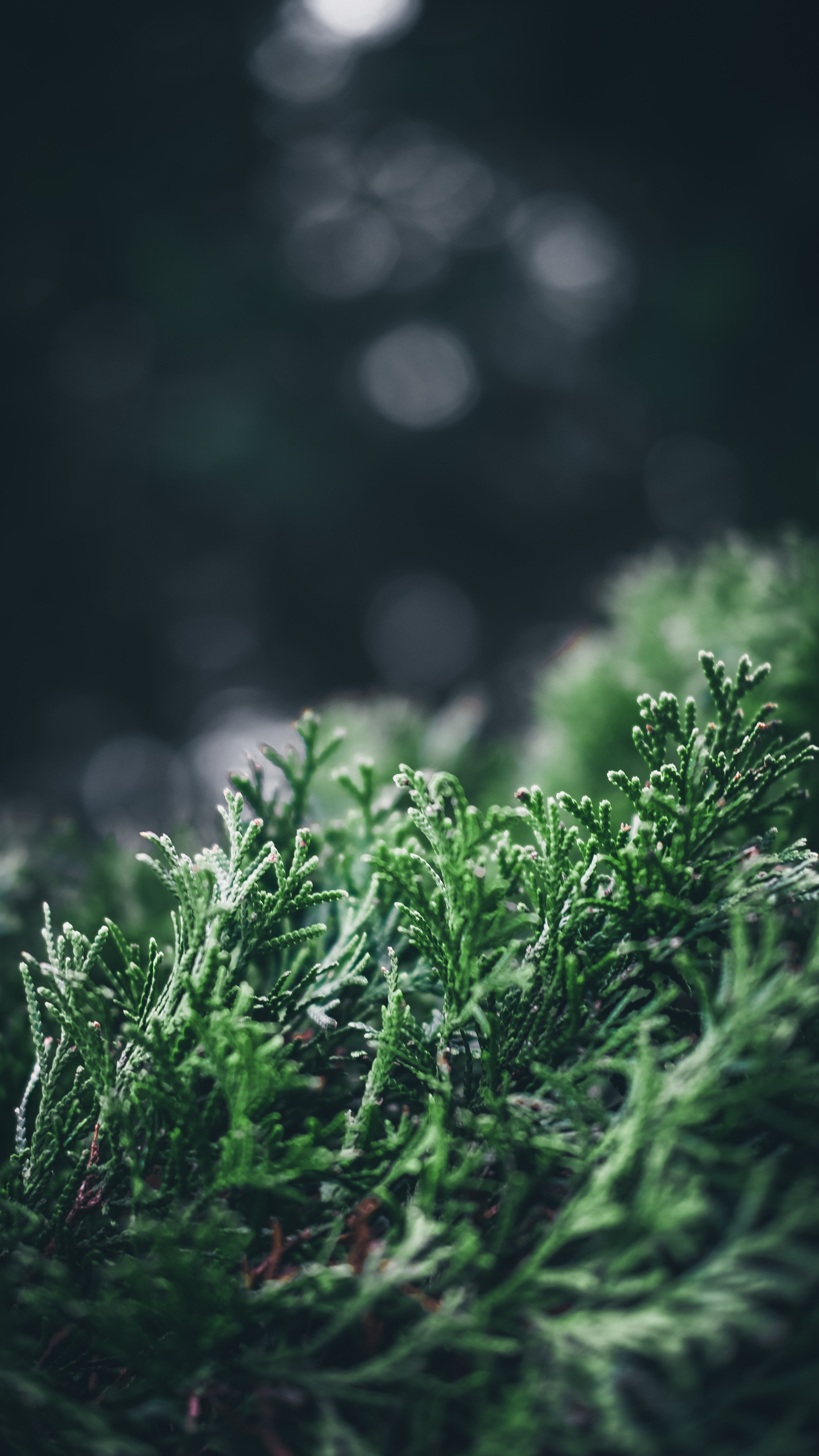 Download mobile wallpaper Macro, Smooth, Leaves, Pine, Plant, Blur for free.