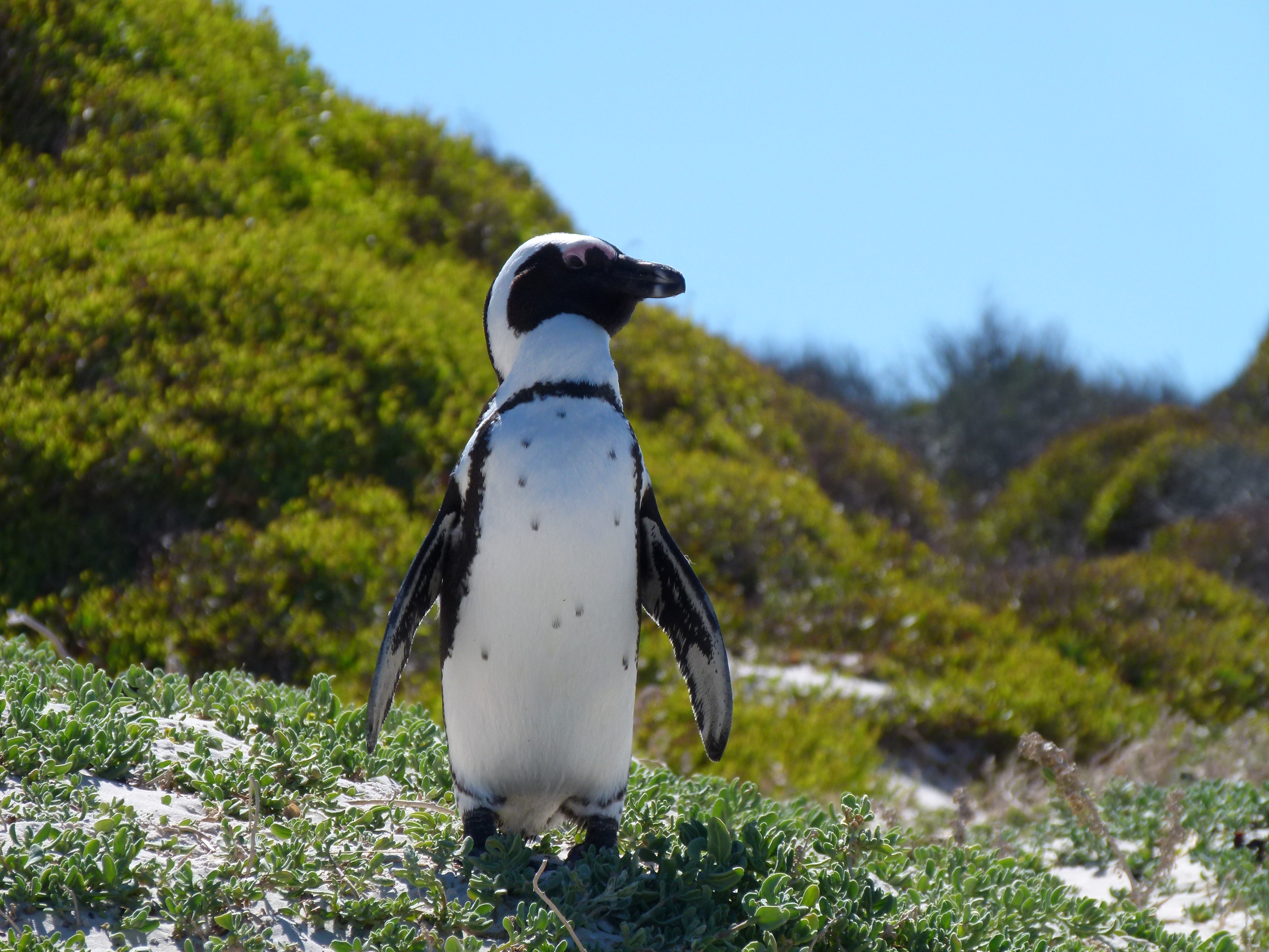 Free download wallpaper Birds, Animal, Penguin on your PC desktop