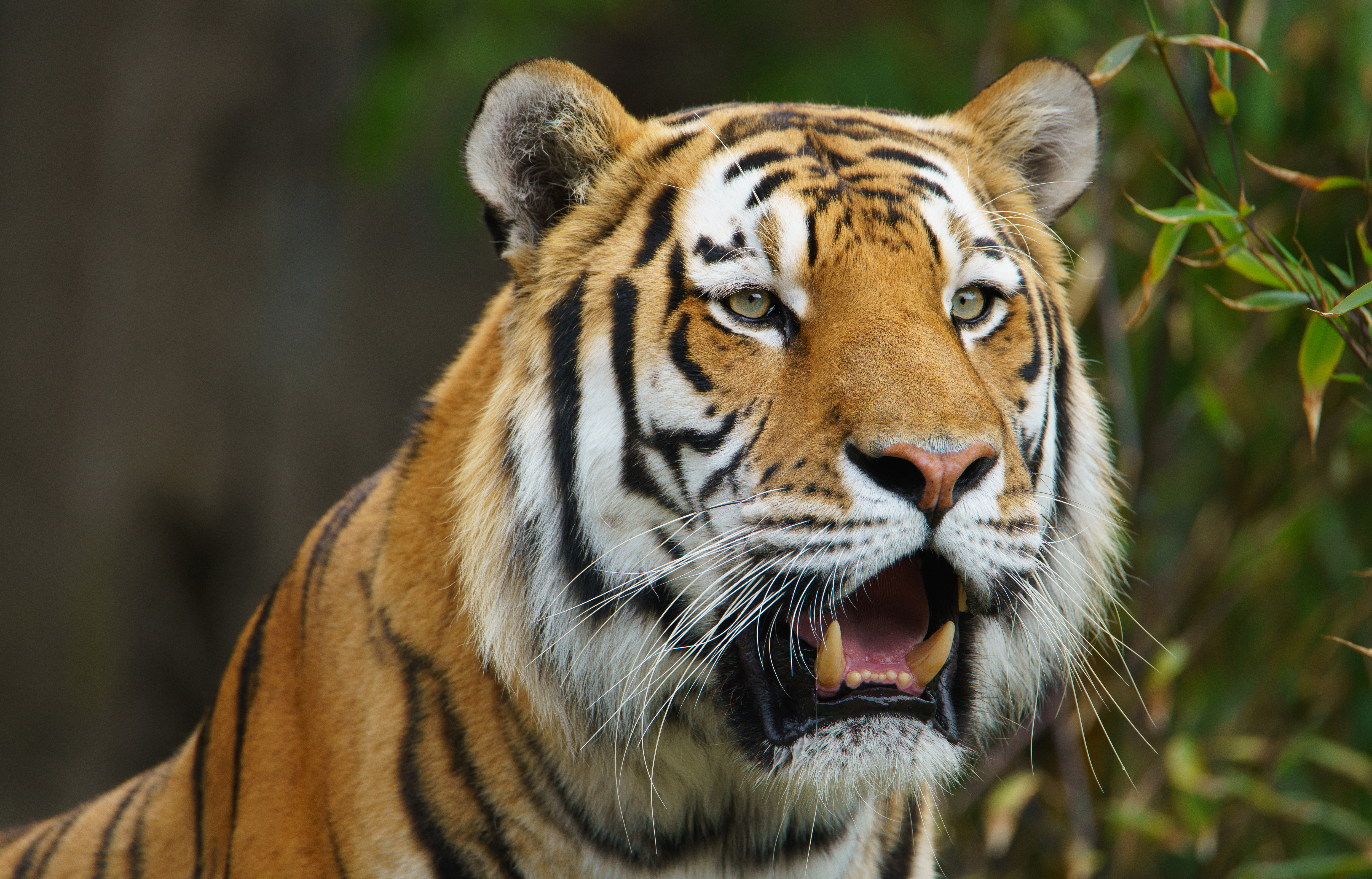 Baixe gratuitamente a imagem Animais, Gatos, Tigre na área de trabalho do seu PC