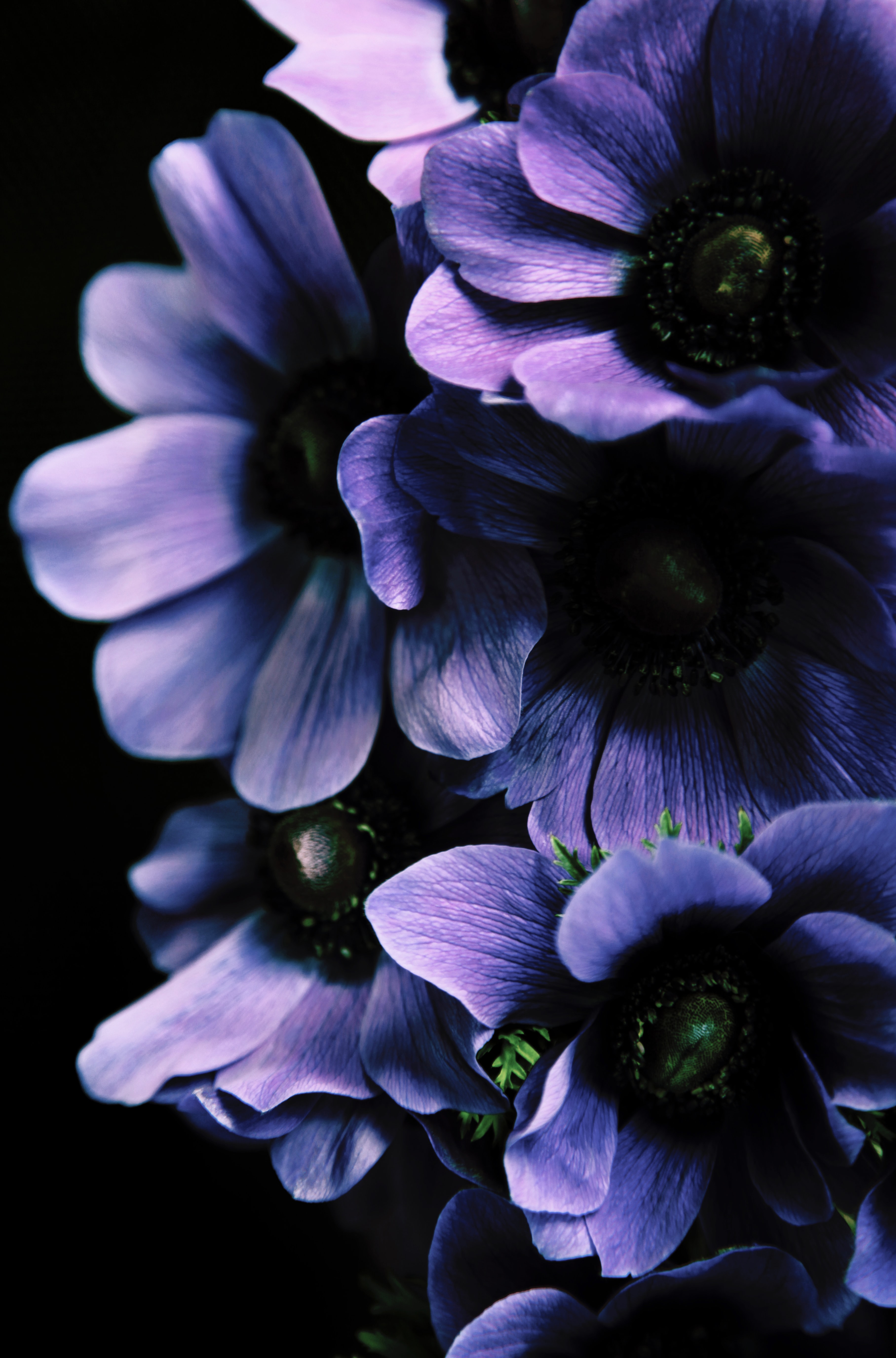 Free download wallpaper Flowers, Violet, Petals, Purple, Leaves on your PC desktop
