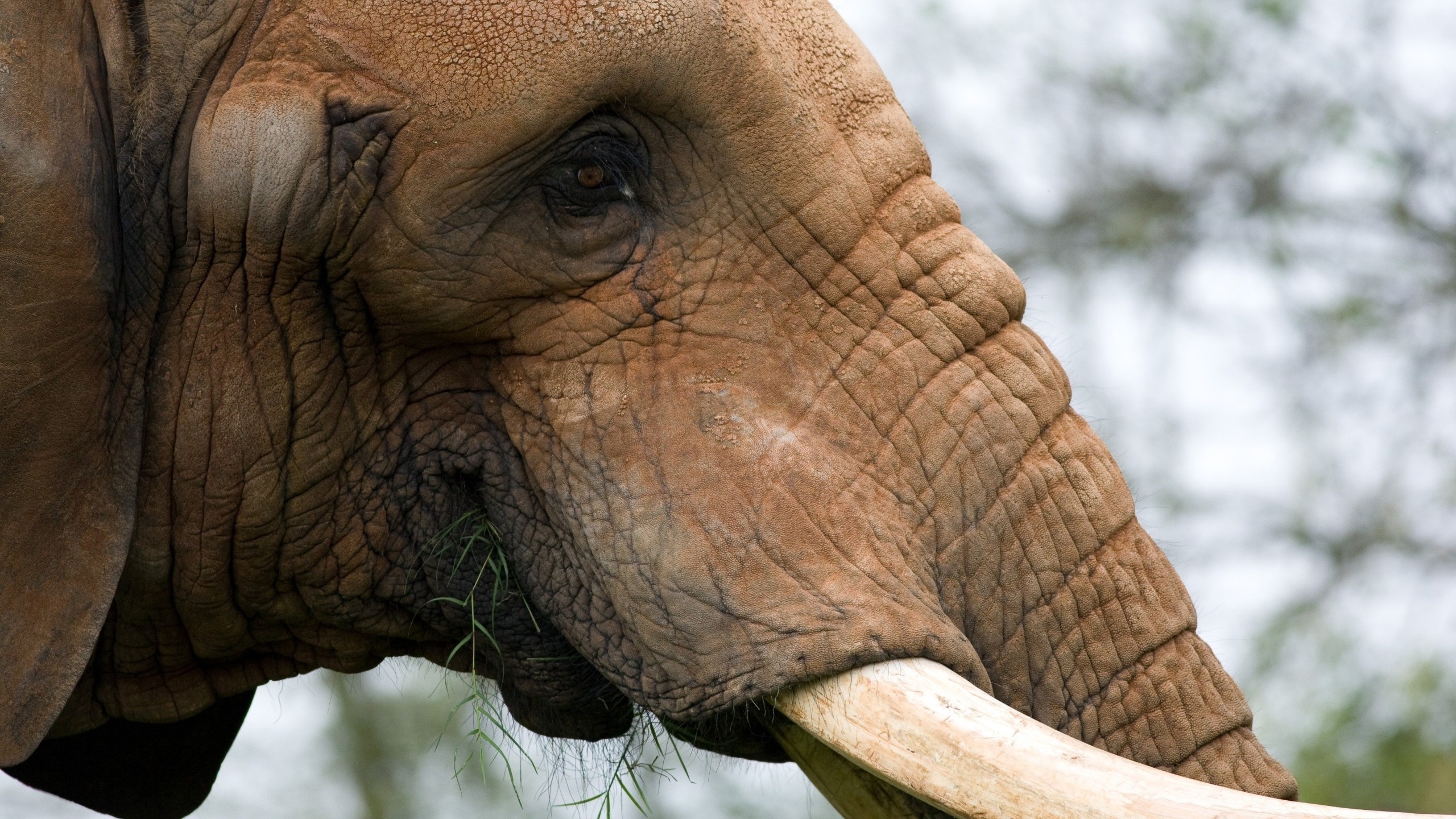 Скачати мобільні шпалери Тварина, Слон безкоштовно.
