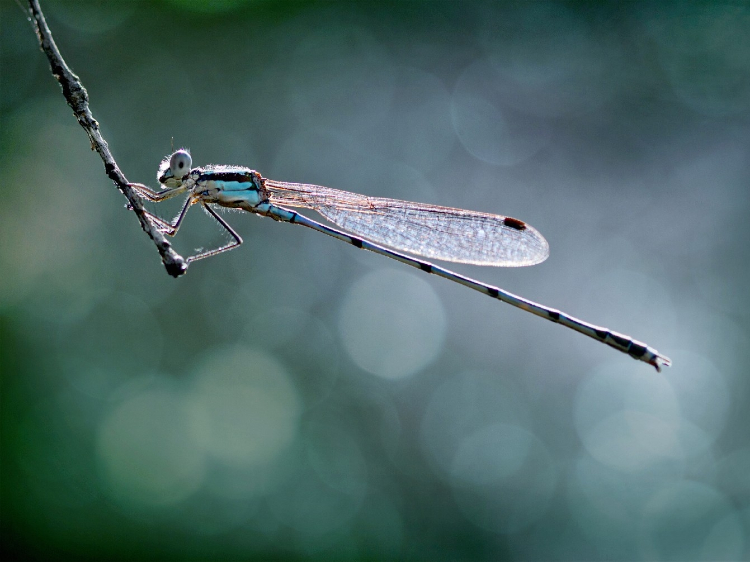 Free download wallpaper Insects, Animal, Dragonfly on your PC desktop