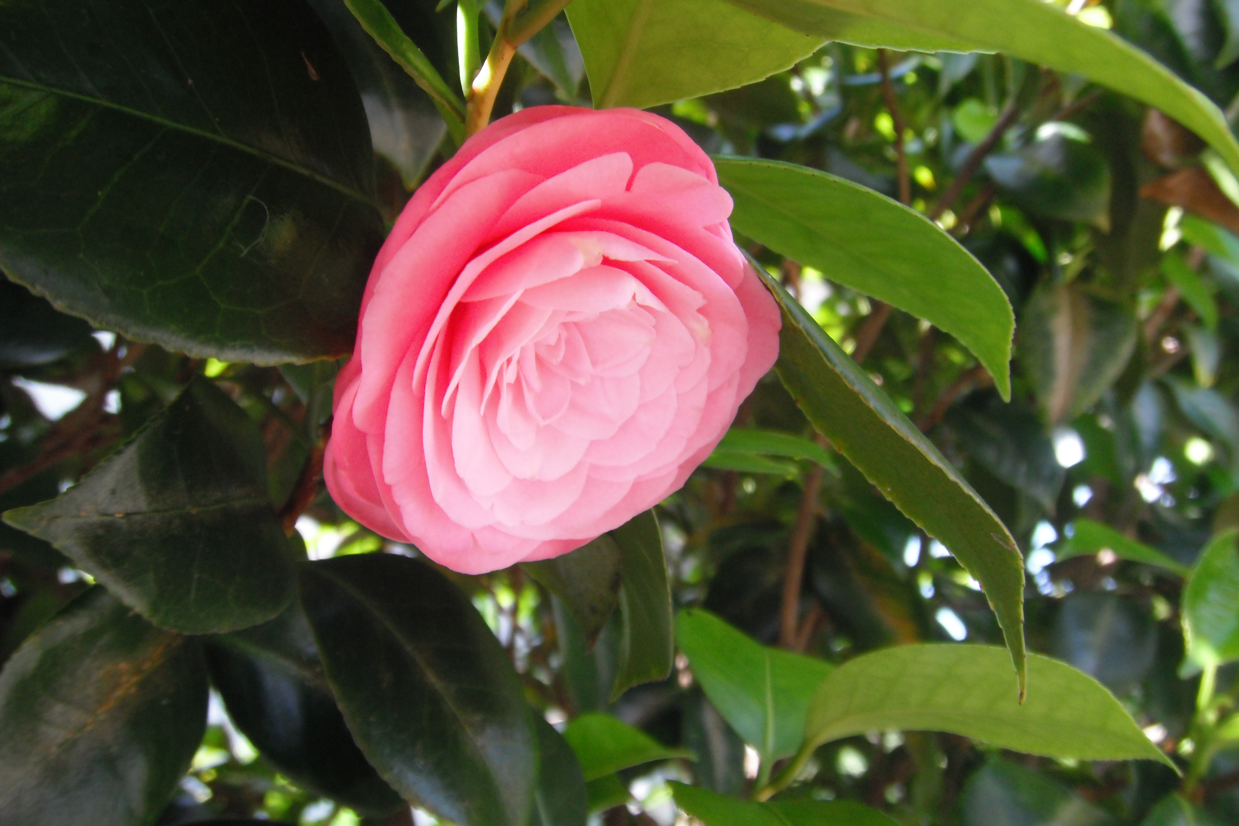 Download mobile wallpaper Camellia, Flowers, Flower, Earth for free.
