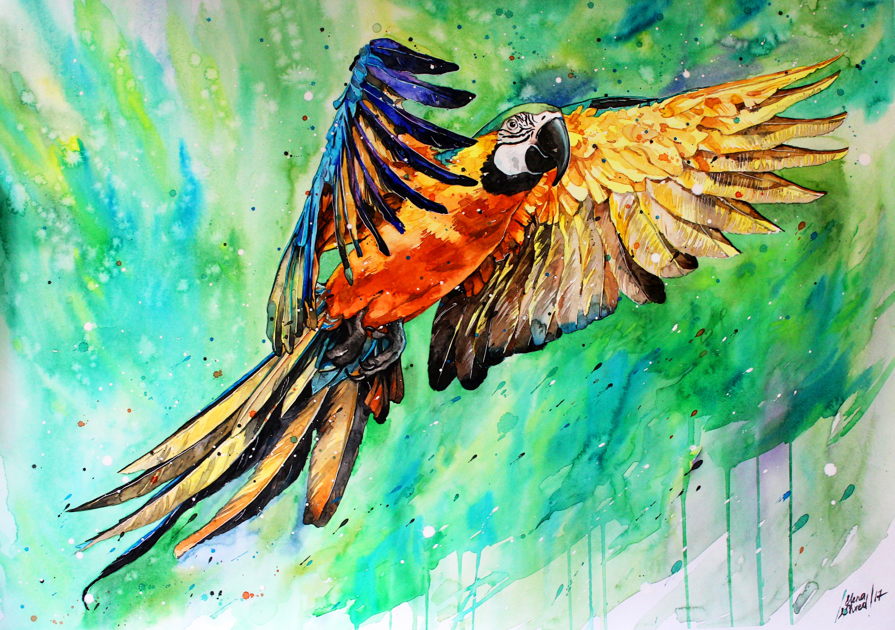 Laden Sie das Vogel, Bunt, Malerei, Ara, Künstlerisch, Wasserfarbe-Bild kostenlos auf Ihren PC-Desktop herunter