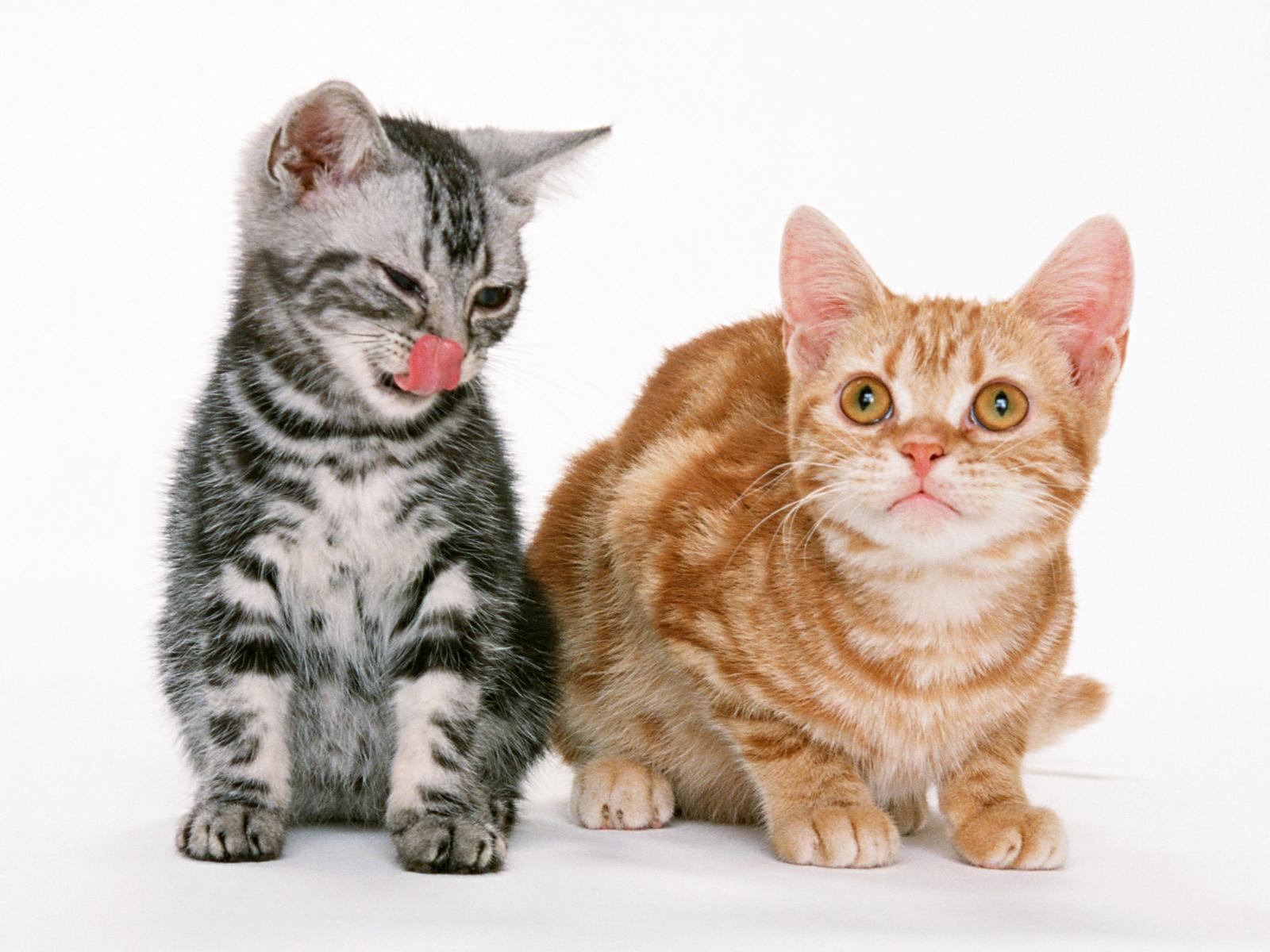 Free download wallpaper Cats, Cat, Animal on your PC desktop