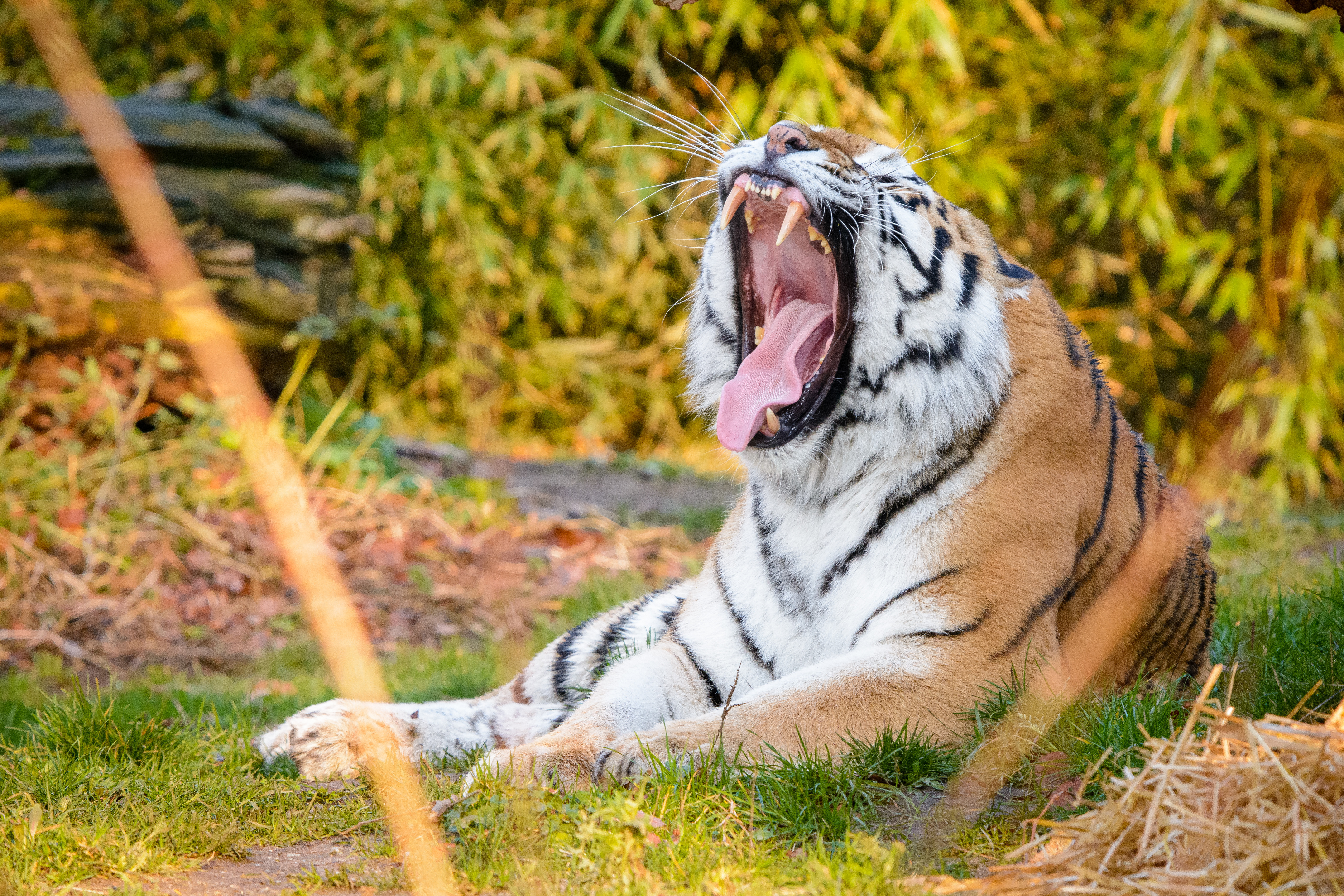 animals, tiger, fangs, to fall, mouth, stripes, streaks HD wallpaper