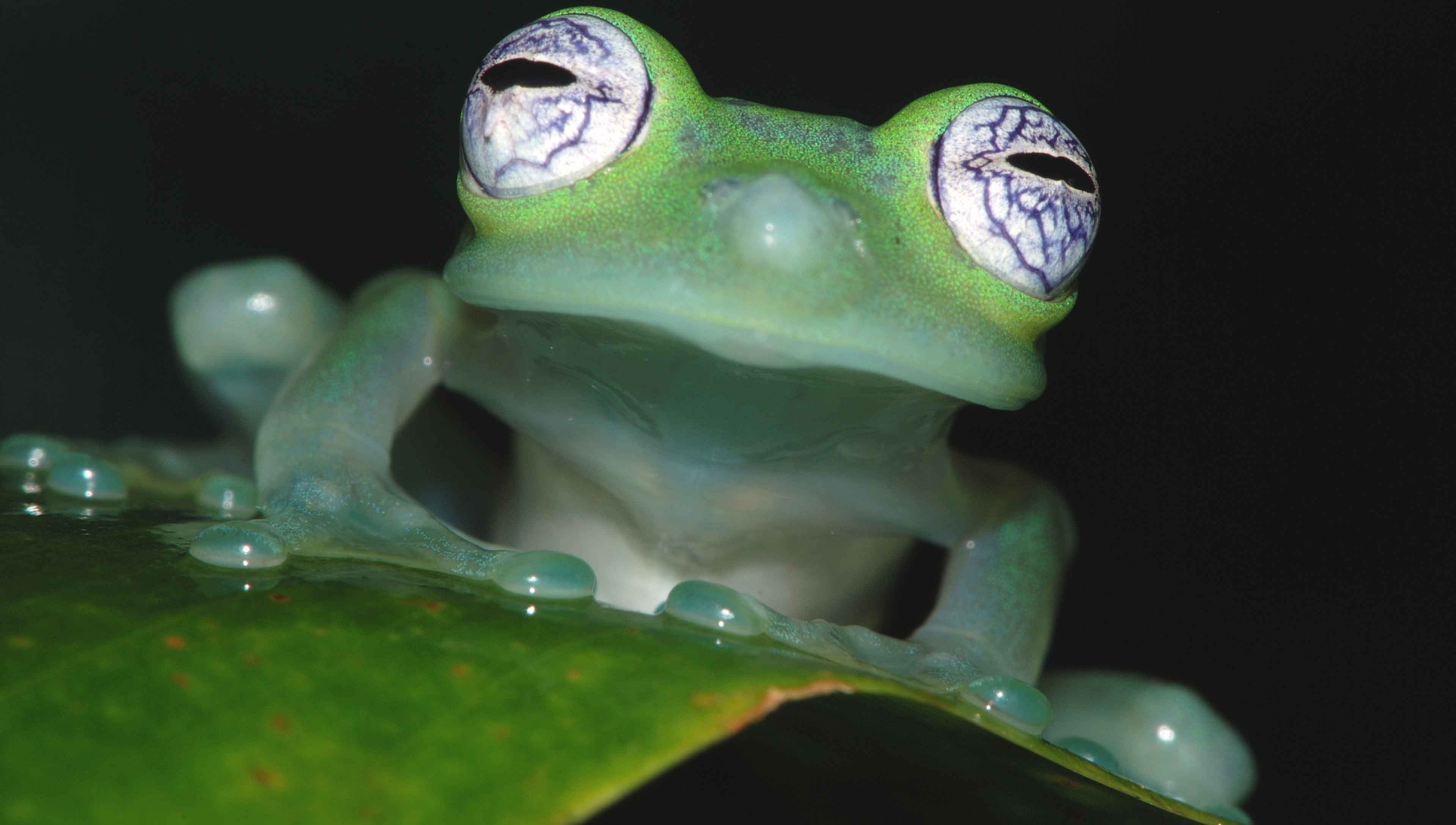 Download mobile wallpaper Frogs, Close Up, Frog, Eye, Animal for free.