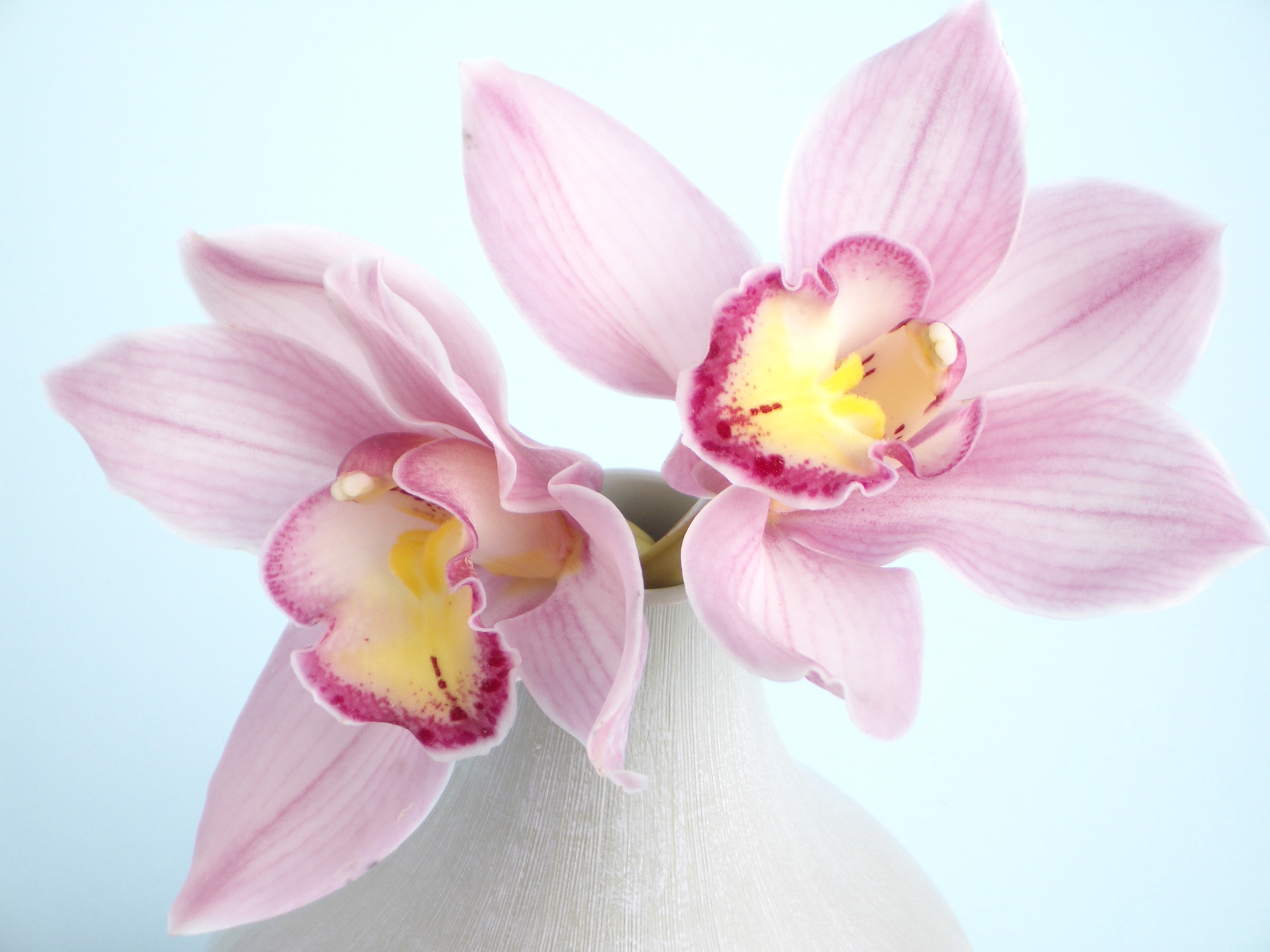 Free download wallpaper Flower, Orchid, Man Made on your PC desktop